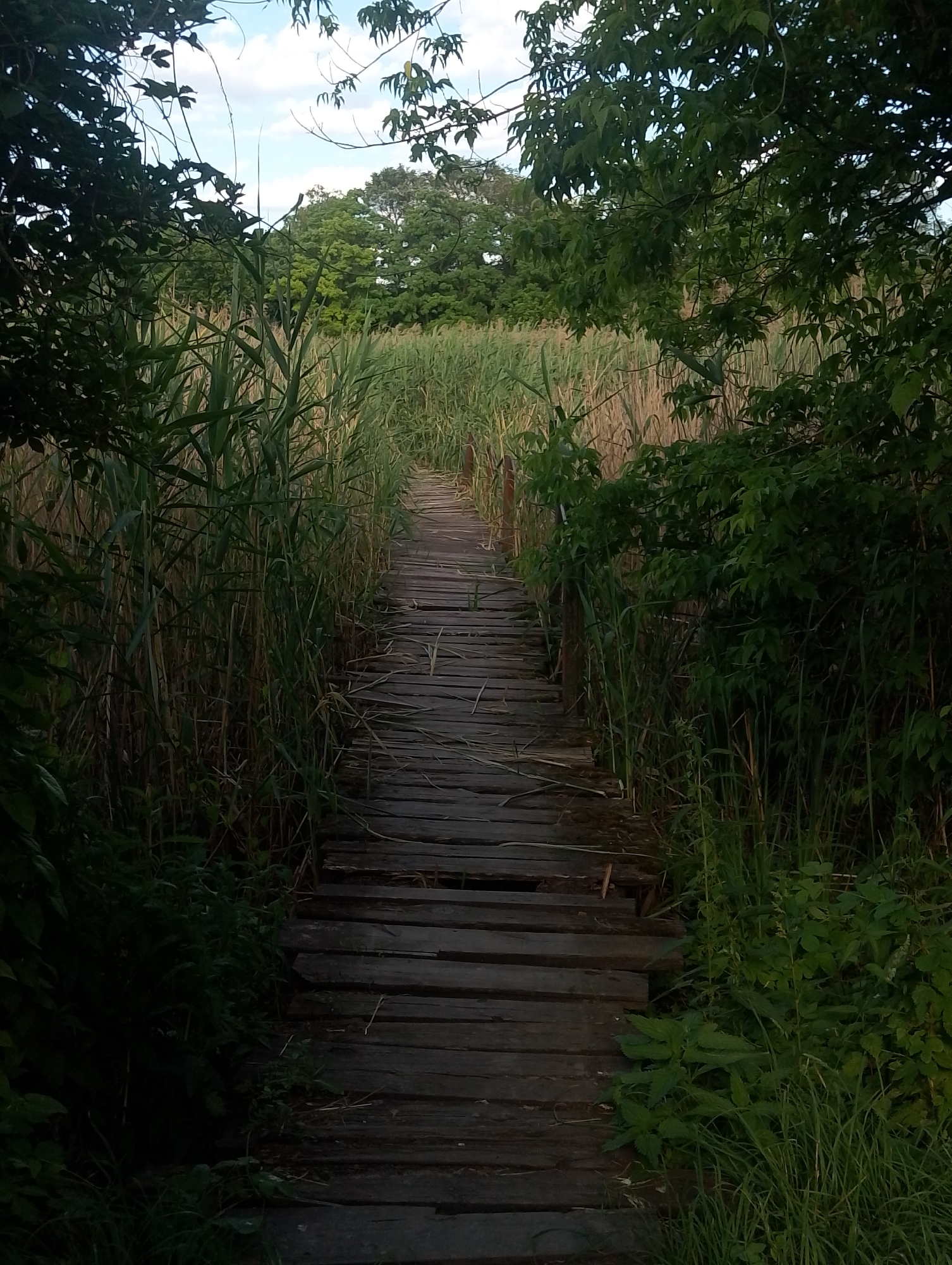 A weathered wooden boardwalk winds through dense reeds and tall grass, flanked by overhanging trees. The boardwalk, composed of rough-hewn planks, appears aged and shows signs of wear, with some gaps and unevenness. The vegetation is lush and green, with taller reeds forming a wall on either side of the path, leading the eye towards a distant treeline. The sky above is partially visible, with patches of blue and white clouds. The scene suggests a natural, possibly rural or park-like setting. No people or specific structures beyond the boardwalk are present. This image is located in the city of Ustyvytsia, Ukraine.