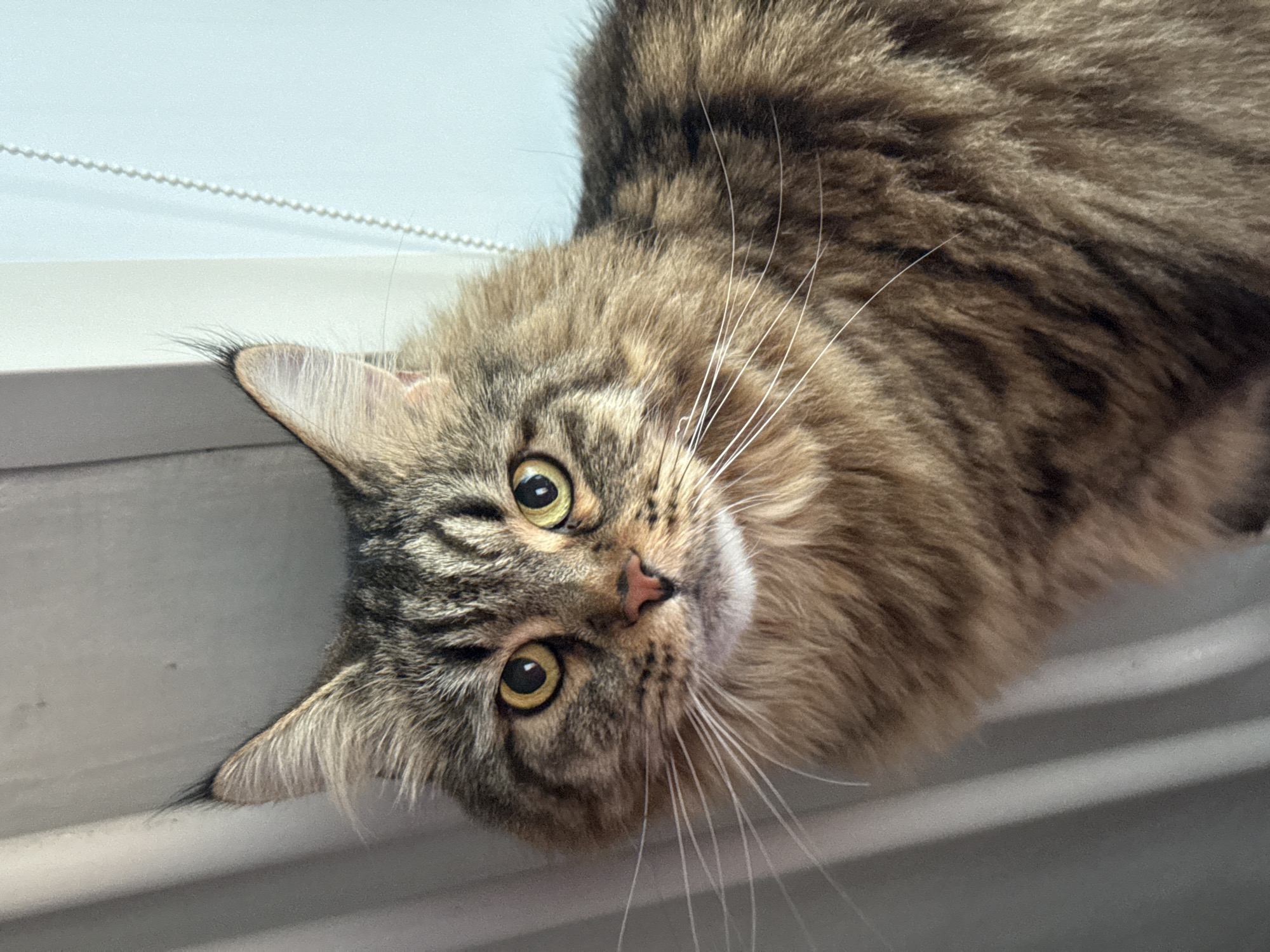 The image features a close-up, head-on view of a tabby cat with striking yellow eyes. The cat is positioned at an angle, with its head tilted. Its fur is a mixture of brown, black, and tan stripes, with long, white whiskers fanning out from its muzzle. The cat's nose is a delicate pink, and its ears are pointed, lined with fine white hairs.
The background is a softly blurred, neutral color, suggesting an indoor setting. A white beaded cord is visible in the upper left corner, likely part of a window blind. The cat appears to be resting or observing something just out of frame, with a calm and curious expression. The lighting suggests it is daytime. The location context of Izhevsk, Russia, provides no additional visual cues within the image itself. No text is visible.