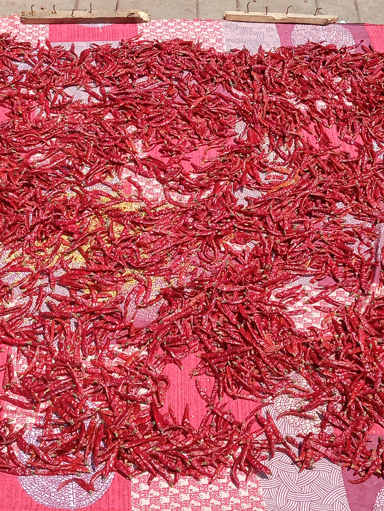 A high-angle shot shows a large quantity of dried red chili peppers spread out on a patterned pink and white cloth on what appears to be a paved surface. At the top edge of the frame, a piece of weathered wood with protruding metal hooks rests on the edge of the cloth. Small, scattered specks of yellowish material are visible amongst the chilis. The overall impression is one of food processing or preservation in a hot, sunny environment. The location is suggestive of a South Asian context, possibly Mumbai, India.