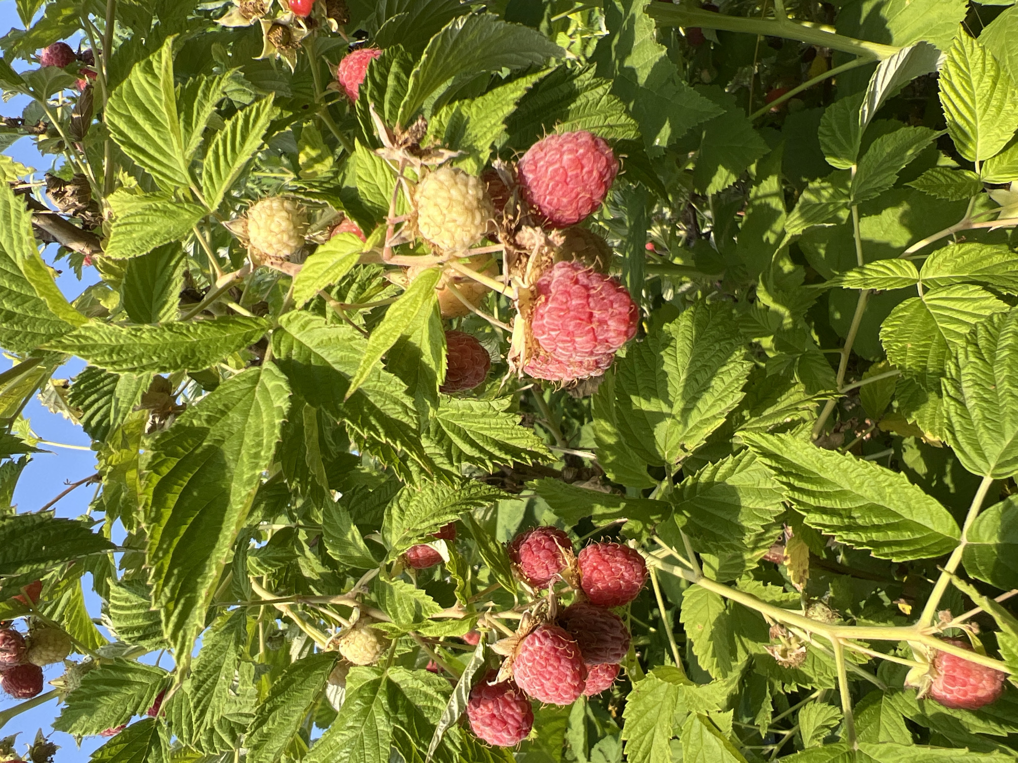 This is a close-up, eye-level photograph of a raspberry bush laden with fruit and foliage. The image captures a cluster of ripe, deep pink raspberries in the foreground, their textured surfaces clearly visible. Interspersed among the ripe berries are lighter, yellowish-green, unripe raspberries, some appearing plump and others smaller. The leaves of the bush are a vibrant green, with a slightly serrated edge and visible veins. The sunlight illuminates the scene, casting shadows and highlighting the textures of the fruit and leaves. In the background, hints of a clear blue sky are visible through the dense foliage. The image appears to be taken outdoors, likely in a garden or farm setting, given the natural growth of the raspberry bush. There are no people or man-made structures clearly identifiable in the frame, suggesting a focus on the natural produce. The overall impression is one of abundance and the natural process of fruit ripening.
