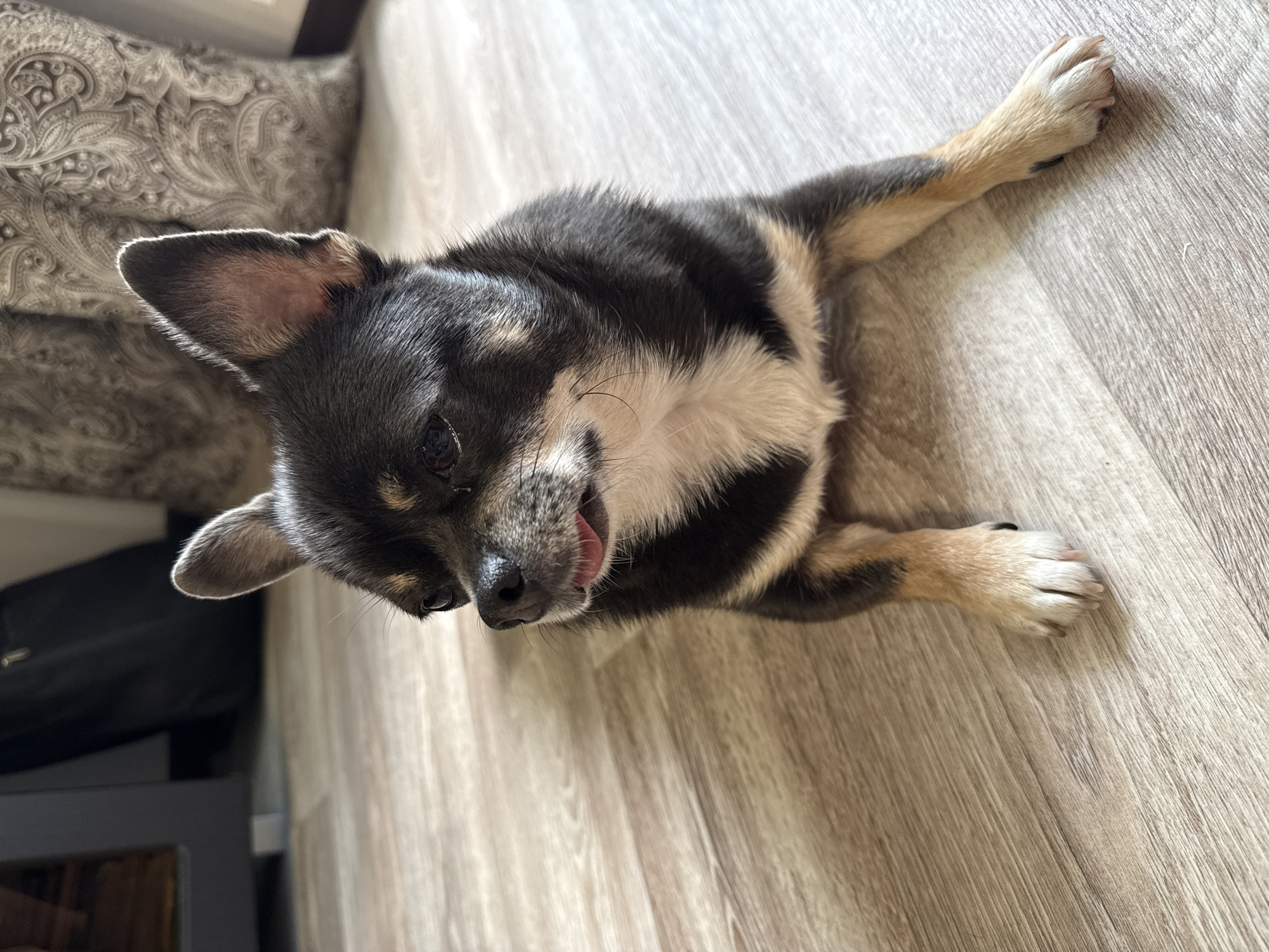 A small, black and tan Chihuahua lies on a light-colored wooden floor. The dog is facing left, with its head slightly tilted and its tongue peeking out. Its front paws are splayed out in front of it. In the background, a dark object, possibly a bag, and a patterned cushion are visible. The image is taken indoors, likely in a home. There is no indication of the location being in Otradny, Russia.