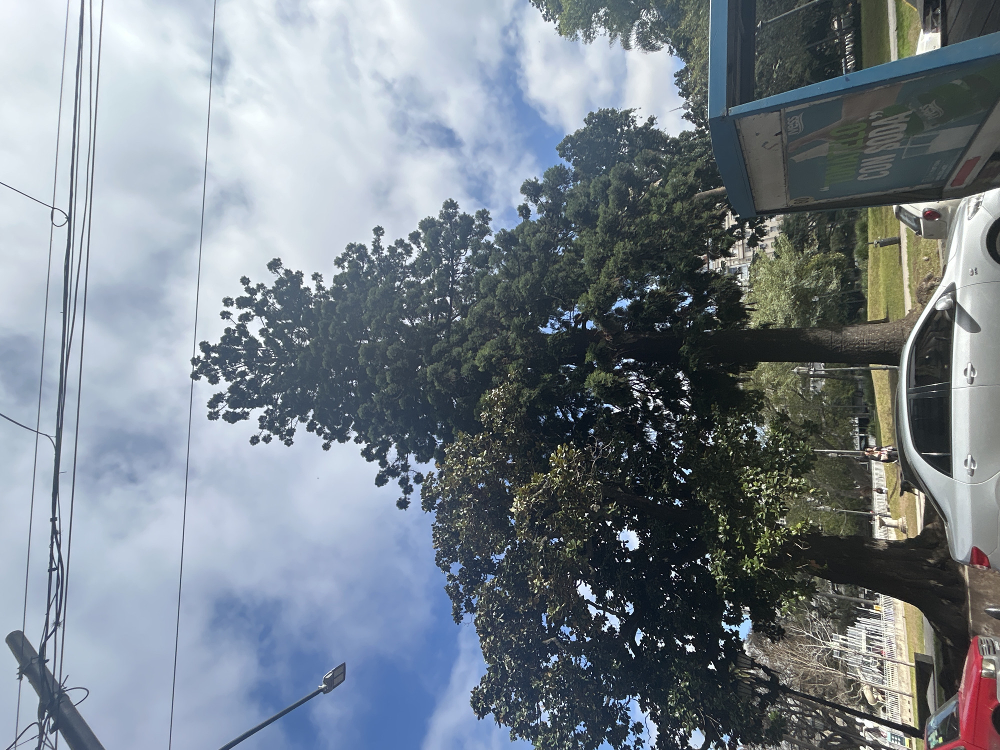 The image captures an outdoor scene in Buenos Aires, Argentina, featuring a prominent tree with lush green foliage dominating the center. The tree's trunk is thick and weathered, and its branches spread wide, creating a dense canopy. To the left of this tree, another tree with darker, possibly evergreen, leaves is visible, slightly shorter but equally full.
Above the trees, a blue sky is dotted with fluffy white clouds, suggesting a pleasant day. Several power lines stretch across the upper portion of the image, strung between utility poles. A modern street lamp with a rectangular fixture is attached to one of these poles on the left side.
In the foreground, a silver sedan is parked, its front passenger side visible. To its left, the hood of a red vehicle is partially visible. On the right side of the image, a blue kiosk or bus stop shelter stands, displaying text in Spanish. Part of the text reads "UMARLO CON SODA," which translates to "Mix it with soda." This suggests a commercial advertisement or information display.
In the background, a glimpse of urban life is evident. Buildings with multiple stories are visible behind the trees. People can be seen walking in the distance, adding a sense of activity to the scene. A park-like setting with grassy areas and possibly benches is also suggested, with more trees lining the background. The overall impression is of a lively urban park or street corner in Buenos Aires.