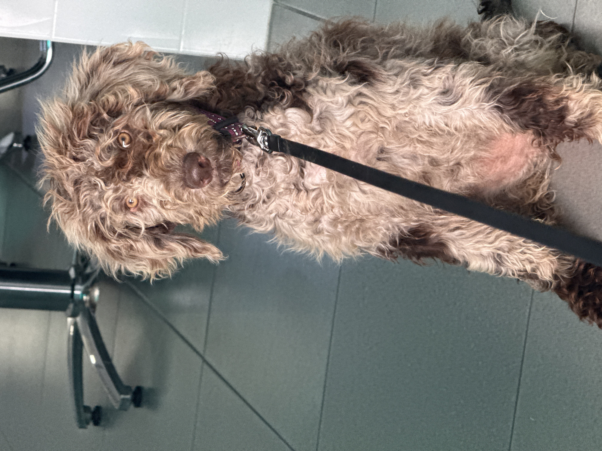 A medium-sized, brown, long-haired dog lies on a pale green tile floor. The dog is wearing a purple and black patterned collar with a black leash attached. Part of a silver-colored office chair is visible in the background. The location is not specified.