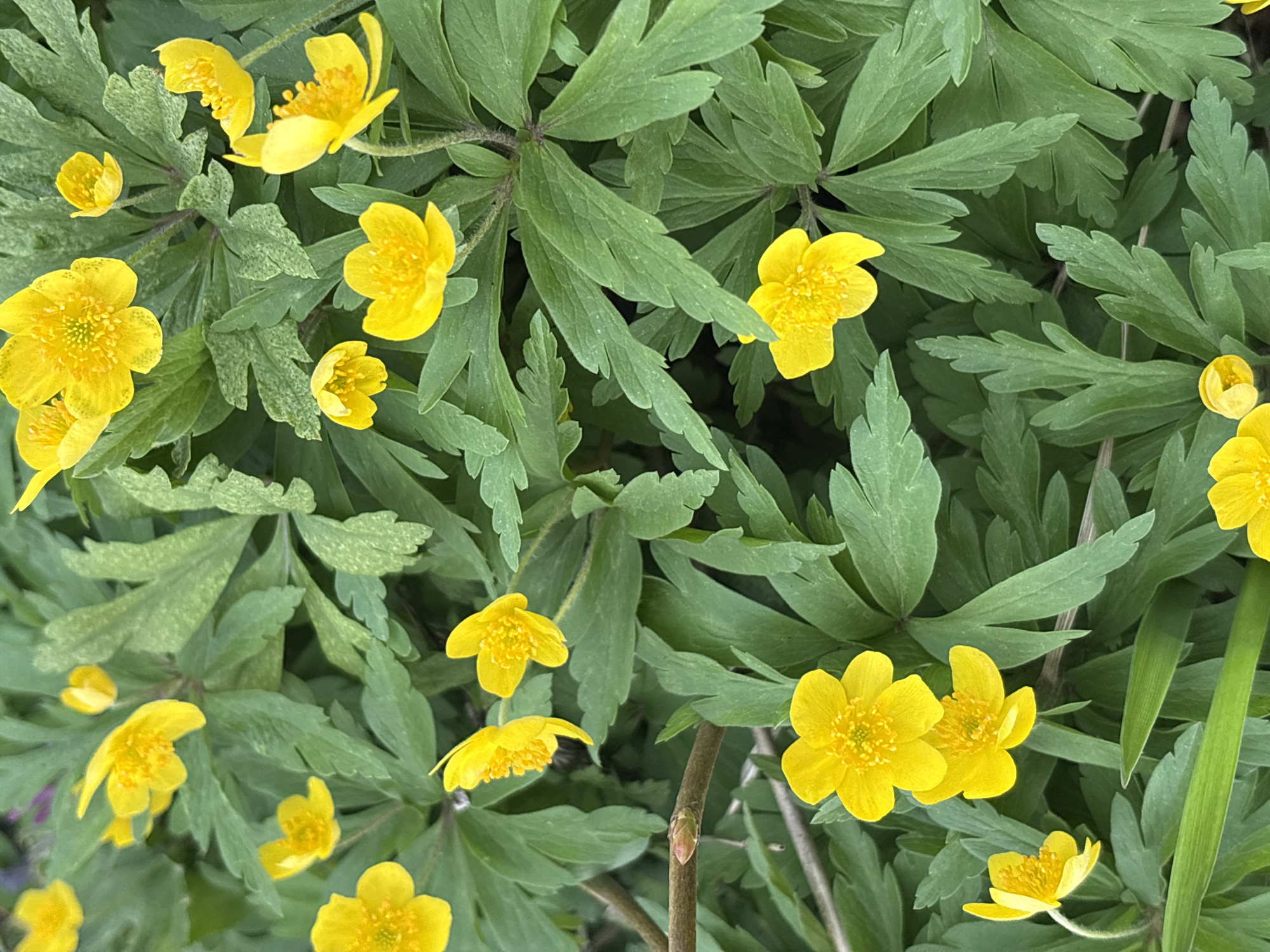 A top-down view shows a patch of vibrant yellow flowers interspersed amongst green foliage. The flowers are small, with multiple petals and prominent stamens. The leaves are deeply lobed and appear slightly mottled in places. A slender brown stem is visible among the plants. The photograph appears to be taken outdoors in natural light. There is no information in the image to confirm the location in the city of Chaikovsky, Russia.