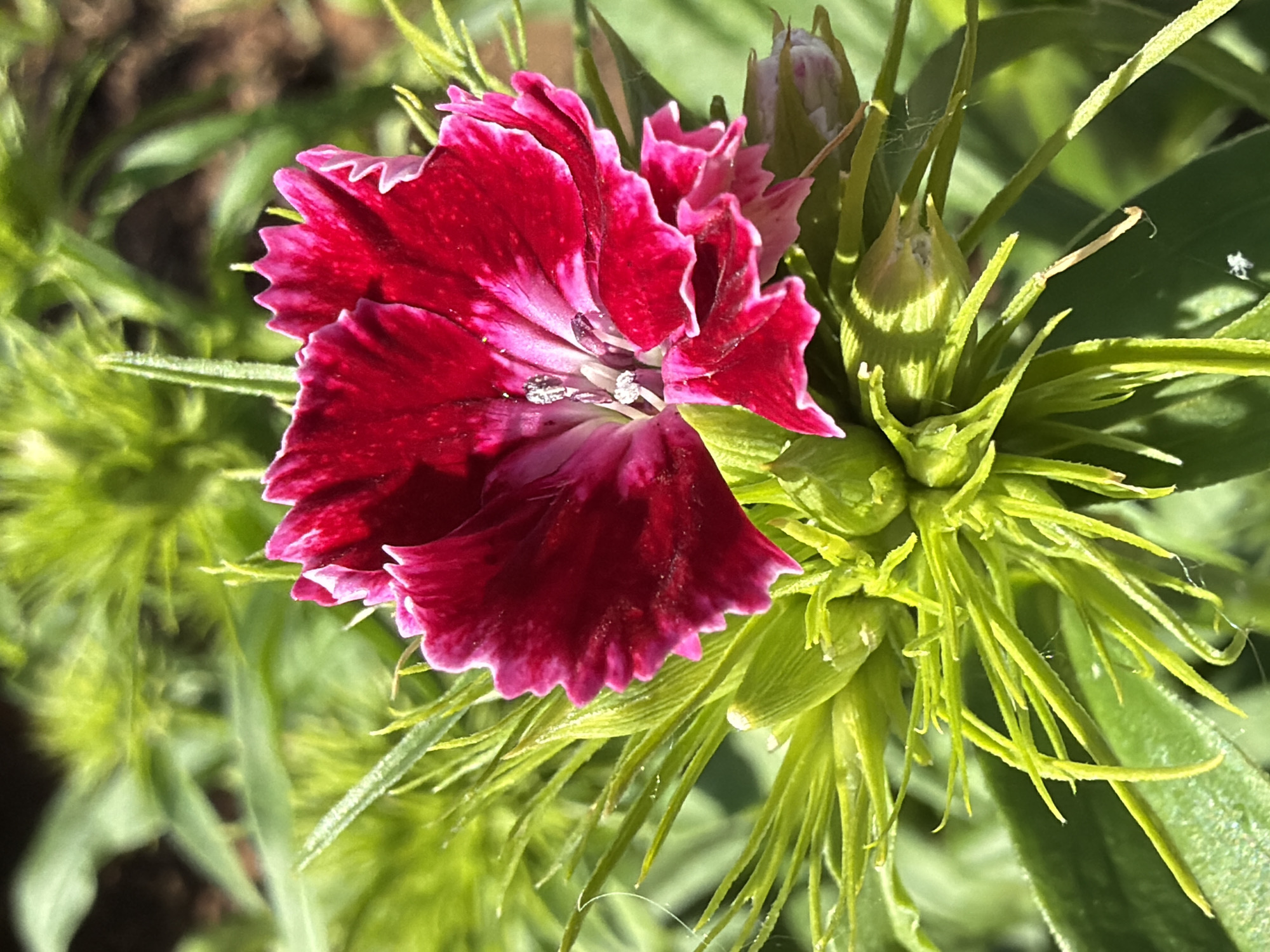 The image shows a close-up view of a vibrant red and pink flower with serrated petals, surrounded by lush green foliage. The flower is in focus, with its intricate details clearly visible. The background is softly blurred, suggesting a natural outdoor setting. There is no indication of the city of Chaikovsky, Russia in the image. The scene is static and depicts a single blooming flower with several unopened buds and green sepals.