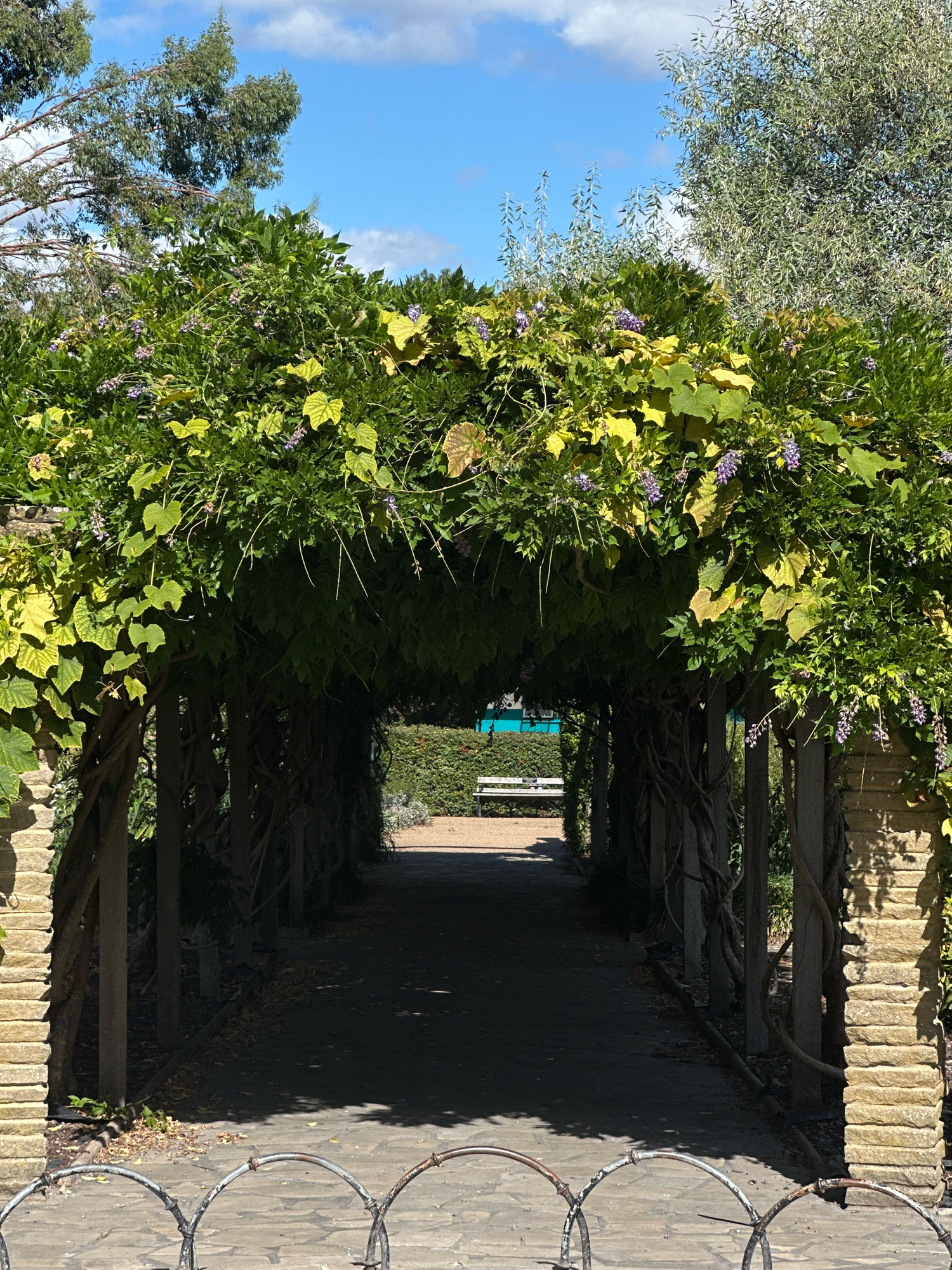 This is a vertical, eye-level, full shot of an archway covered in foliage and flowers, leading to a pathway in London, United Kingdom. The archway is constructed with stone pillars and wooden posts, with thick vines and leaves creating a dense canopy overhead. Small purple flowers are visible amongst the green leaves. The pathway is paved with stone and shaded by the archway, with sunlight dappling through the leaves. In the distance, a white bench is visible at the end of the path, surrounded by greenery. The sky above is blue with scattered white clouds. A decorative metal fence is in the foreground, partially obscuring the bottom of the image.