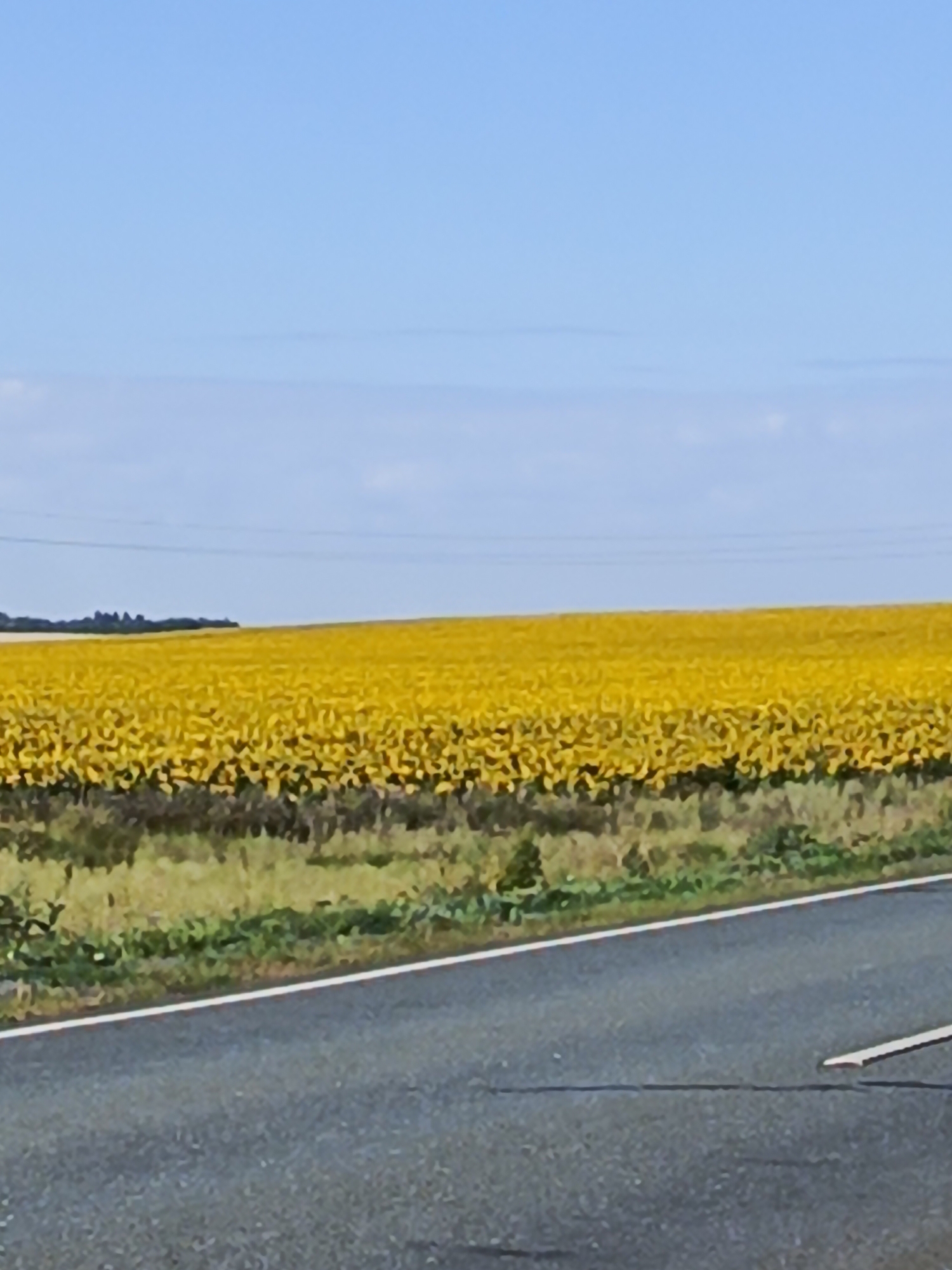 The image shows a paved road in the foreground, with a white line marking its edge. Beyond the road, a vast field of yellow sunflowers stretches towards the horizon. The sky above is a clear, light blue, with faint hints of clouds. In the distance, a line of trees can be seen against the horizon, marking the edge of the sunflower field. The overall impression is a rural landscape on a sunny day. The location is the village of Studenets, Russia.
