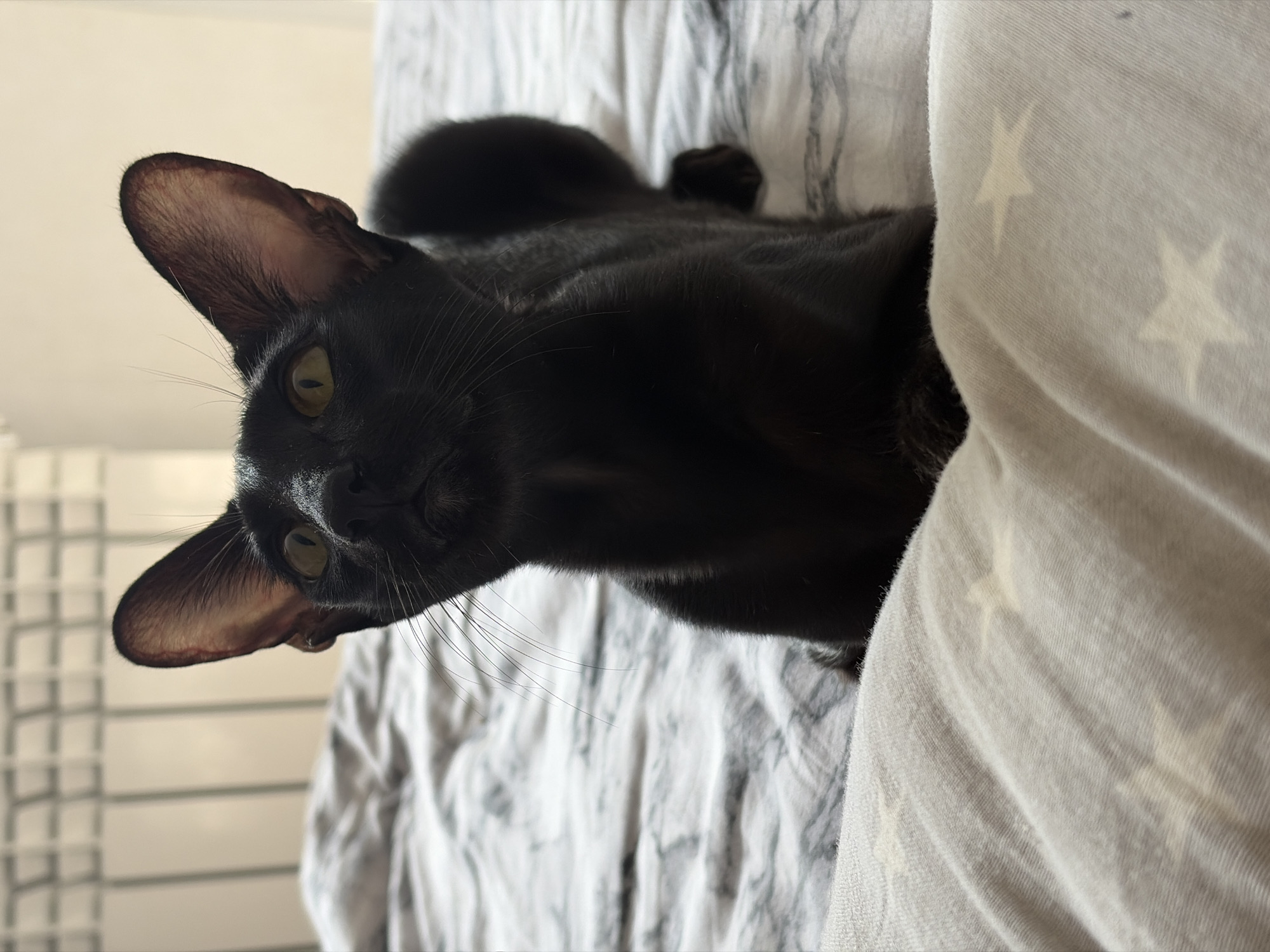 A black cat with large ears and yellow eyes is lying on a bed with a striped duvet cover. The cat is looking upwards and to the left. The bed is covered with a white and gray striped duvet and a white pillow with a pattern of faint yellow stars. In the background, a white radiator is visible against a light-colored wall. The lighting suggests the image was taken indoors during the daytime. There is no visible indication of the city of Chaikovsky, Russia.