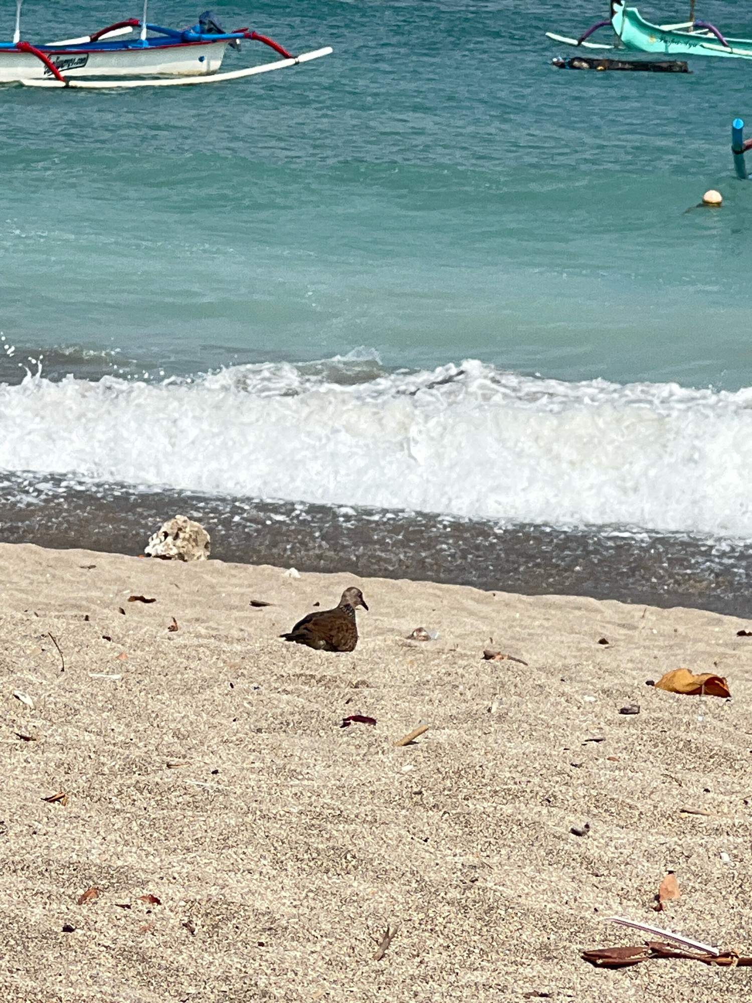 A bird stands on a sandy beach in Kuta, Indonesia. The ocean is visible in the background with waves breaking on the shore. Two boats are moored in the water, one white with red and blue accents, and another green with purple accents. The sand is light brown and appears to be speckled with small pebbles and dried leaves. The bird is small and brown, facing to the right. The lighting suggests it is daytime.