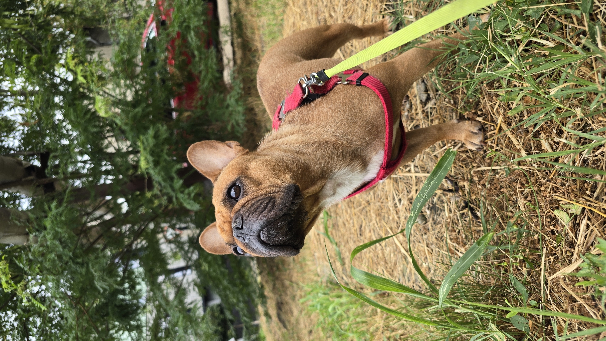 A fawn-colored French Bulldog, wearing a red harness and a bright yellow leash, stands alert in a grassy outdoor area. The dog is looking upwards and to its left. The ground is covered with dry grass and some green blades. In the background, there are trees with dense green foliage, and a red car is partially visible behind the trees. The scene appears to be a park or a yard in an urban setting. This image was taken in Krasnodar, Russia.