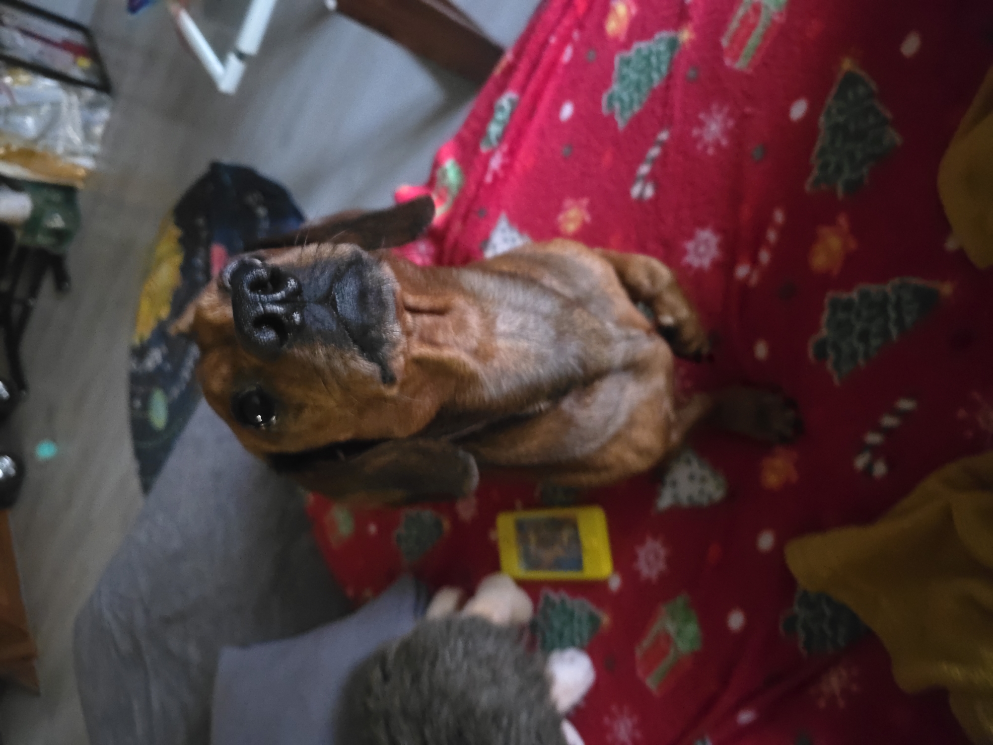 A brown dachshund dog is sitting on a red blanket with a Christmas pattern. The dog is looking up at the camera. To the left of the dog is a stuffed animal and a yellow object. The background is blurry but appears to be an indoor setting with furniture and a floor. The image was taken in Golyanovtsi, Bulgaria.