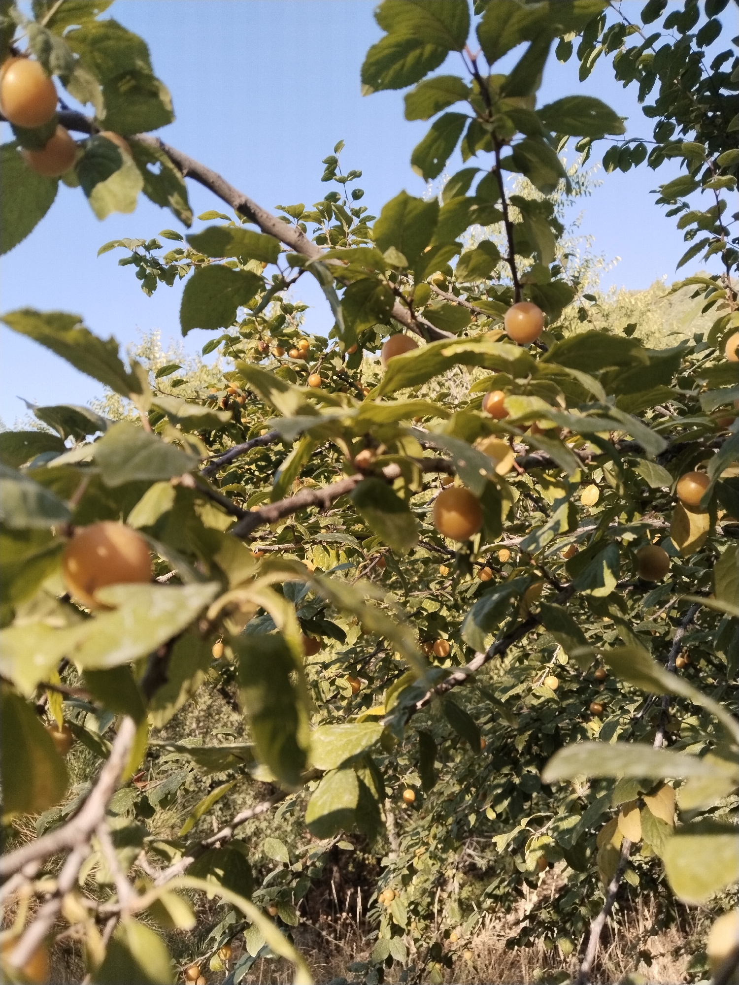 The image shows a close-up view of a plum tree laden with ripe, golden plums. The plums are small and round, and they are scattered throughout the branches amidst lush green leaves. The tree is outdoors, with a clear blue sky visible in the background. The lighting suggests it is daytime, possibly late afternoon, as the sunlight casts soft shadows on the leaves and fruit. The overall scene is one of abundance and natural beauty, typical of a fruit orchard. There are no people or specific landmarks to indicate the precise location in Akata, Uzbekistan, but the presence of a fruit-bearing tree suggests a rural or suburban setting with access to agricultural land.