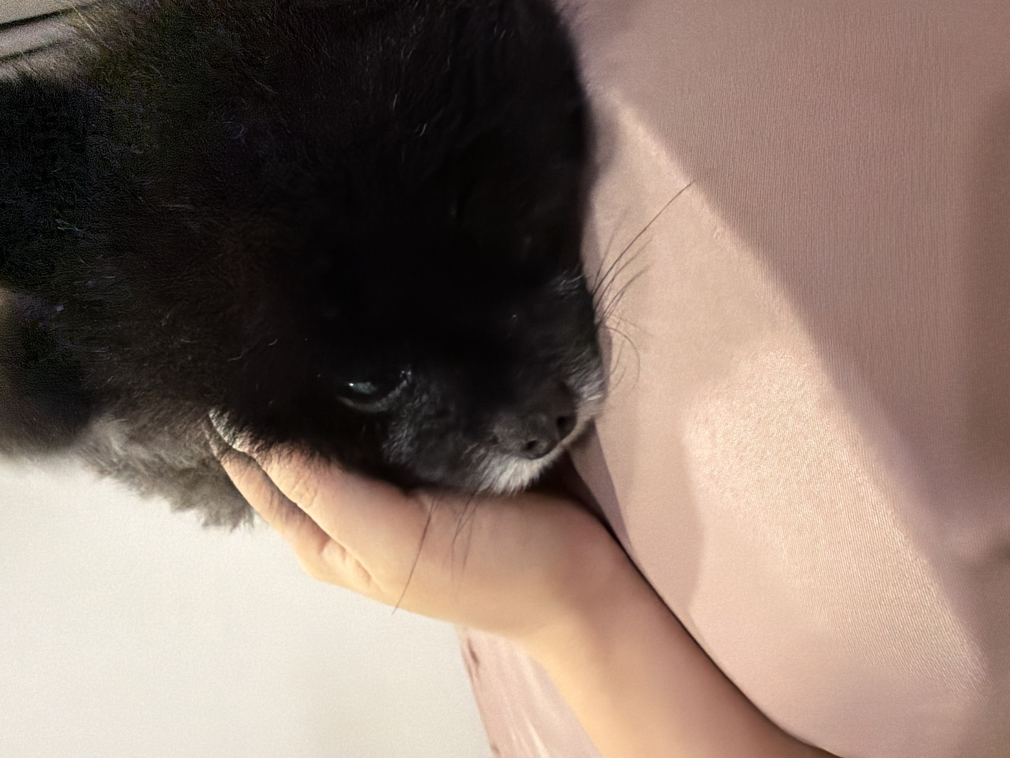 A close-up, eye-level shot shows a person's hand gently resting on the head of a black dog. The dog's face is visible, with its dark fur contrasting against its lighter muzzle and a bright eye reflecting light. The dog appears to be lying down, its head and upper body filling the right side of the frame. The person's hand, with visible fingers and palm, is positioned over the dog's forehead and eye area, suggesting a moment of comfort or affection. The background is a soft, out-of-focus pastel pink fabric, likely clothing or bedding, which fills the lower portion of the image. The lighting is soft and diffused, creating a warm and intimate atmosphere. The image does not provide information about its location in Kathu, Thailand.