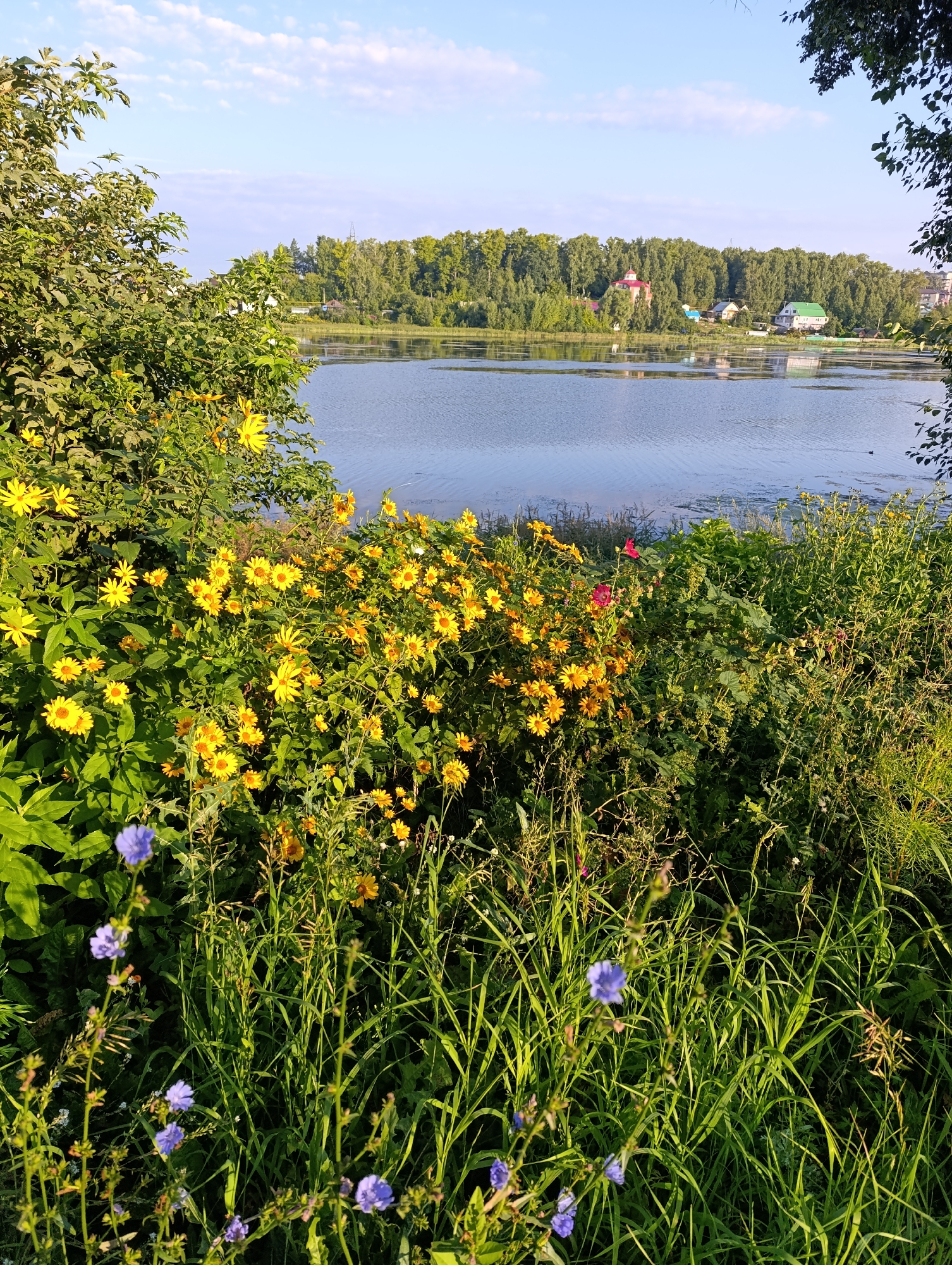 An outdoor, eye-level, wide shot displays a vibrant lakeside scene under a bright, partly cloudy sky. The foreground is dominated by lush greenery and a profusion of yellow and purple wildflowers. To the left, a large tree with dense foliage creates a partial frame. In the middle ground, a tranquil lake reflects the sky and the treeline on its opposite shore. A distant, green forest borders the lake, interspersed with several houses. The overall impression is one of a serene natural setting on the outskirts of a residential area.
