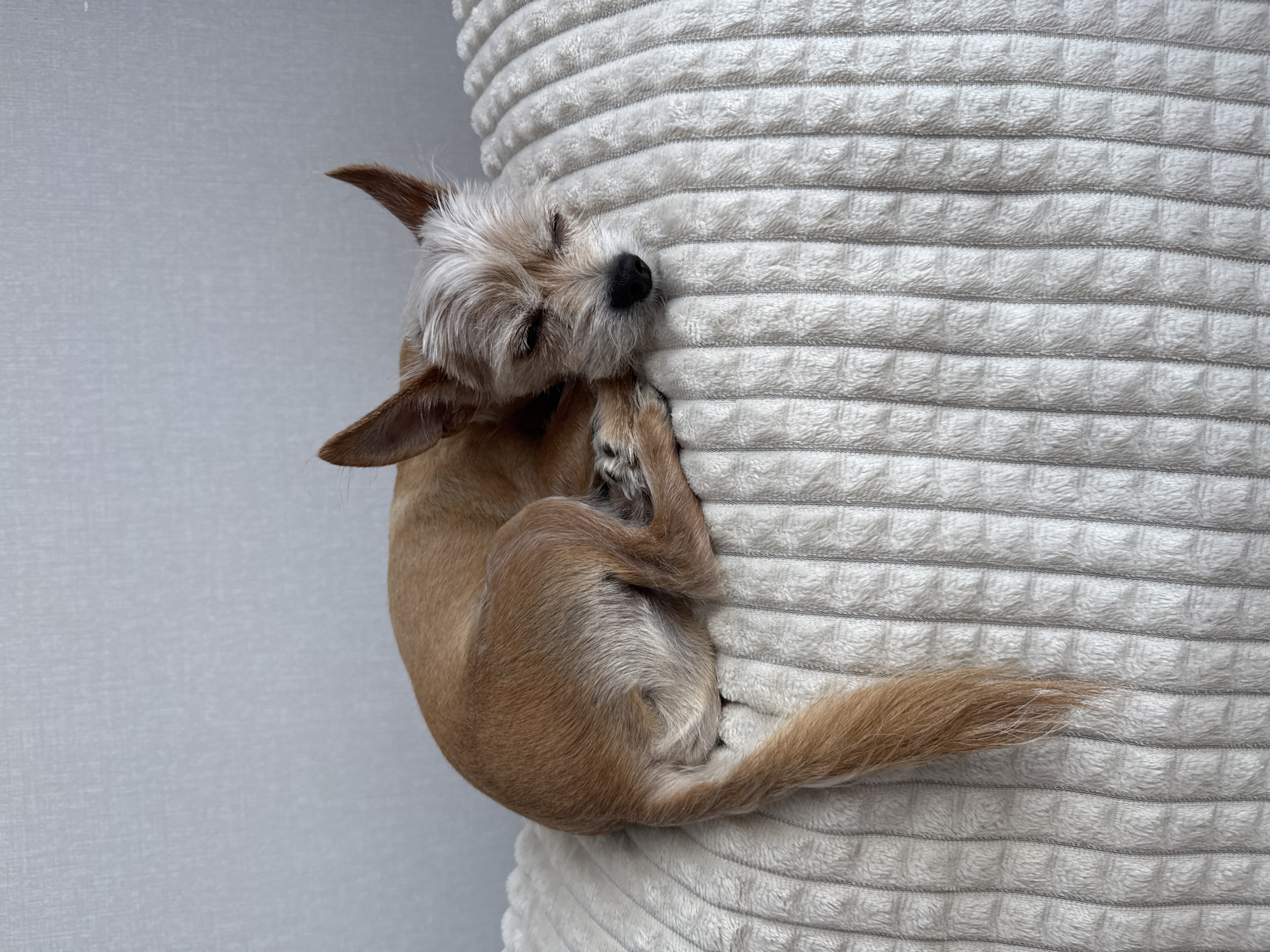 A tan-colored small dog with white fur around its face and ears sleeps curled up on a plush, ribbed off-white pillow. The dog's eyes are closed, and its head is resting on its paws. The background is a plain, textured light gray wall. The scene is indoors, likely in a home, and no specific location within the city of Vlasikha, Russia, can be determined from the image.