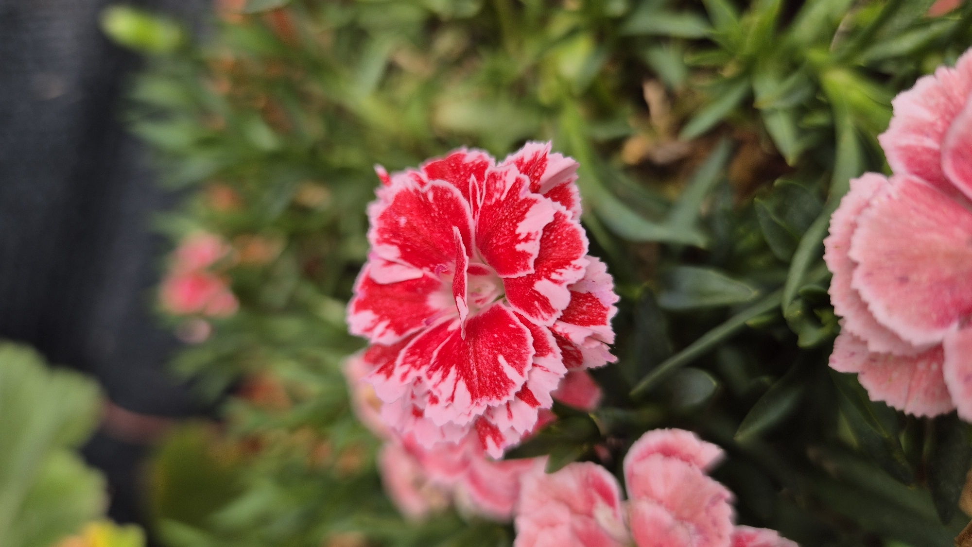 The image shows a close-up view of a vibrant pink and white carnation flower in full bloom. The petals are intricately layered and have a delicate, ruffled appearance, with a striking contrast between the deep red and soft pink hues. The flower is positioned slightly off-center, drawing the viewer's eye. Surrounding the main subject is a lush bed of green foliage, with other less focused pink flowers visible in the background, creating a soft bokeh effect. The lighting appears natural, highlighting the texture and color of the petals. The location is identified as Doirentsi, Bulgaria.