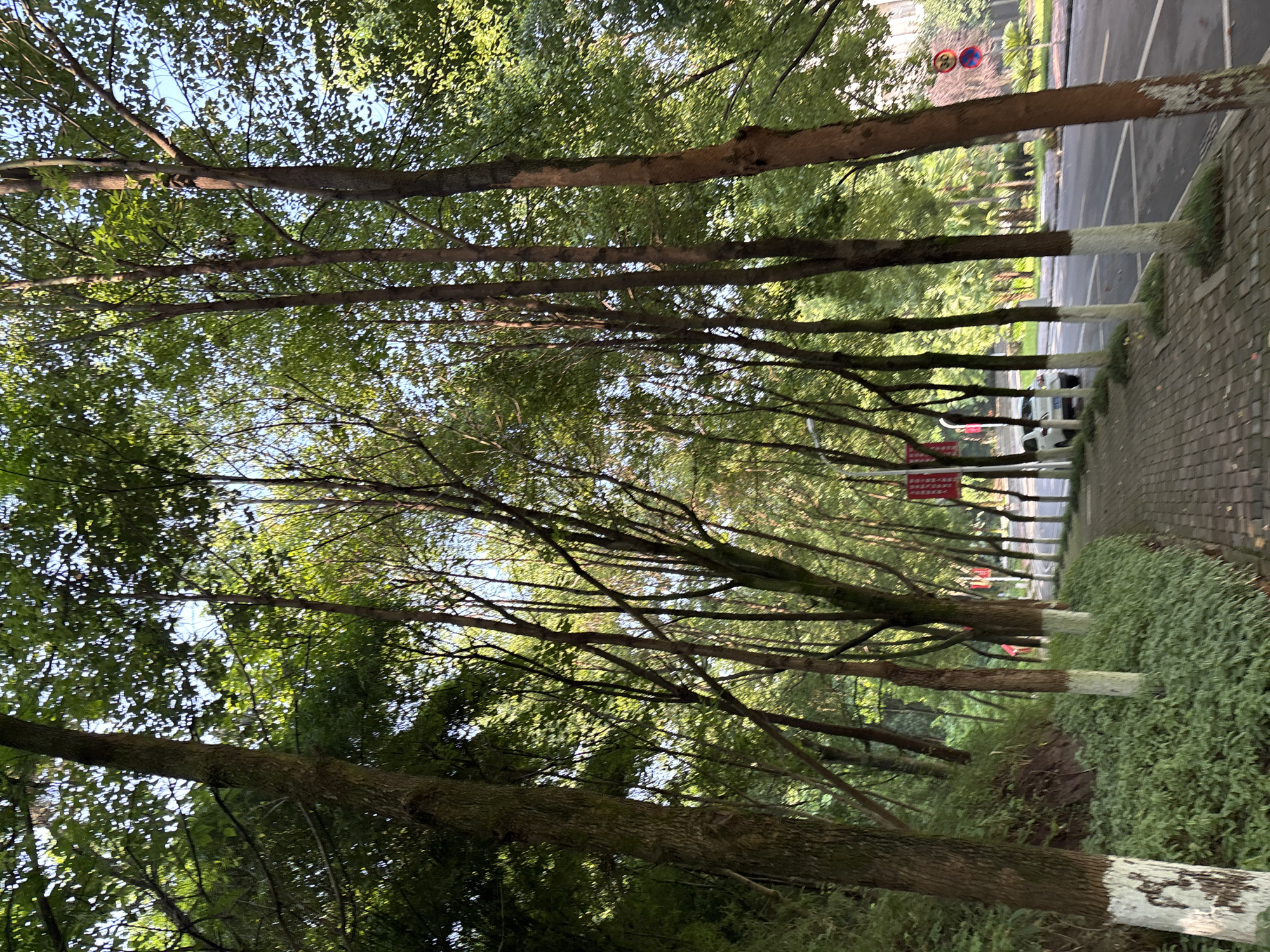 A tree-lined street in Jiangjin, China features a brick-paved sidewalk on the left, bordered by lush green ground cover and a gently sloping, wooded hillside on the far left. A row of trees with white-painted bases lines the edge of the sidewalk, extending into the distance along a paved road. The road has white lane markings and traffic signs, including one indicating a speed limit of 30. A white car is parked on the right side of the road, further down. Red banners hang from some of the trees lining the sidewalk. The sky is visible through the canopy of green leaves.