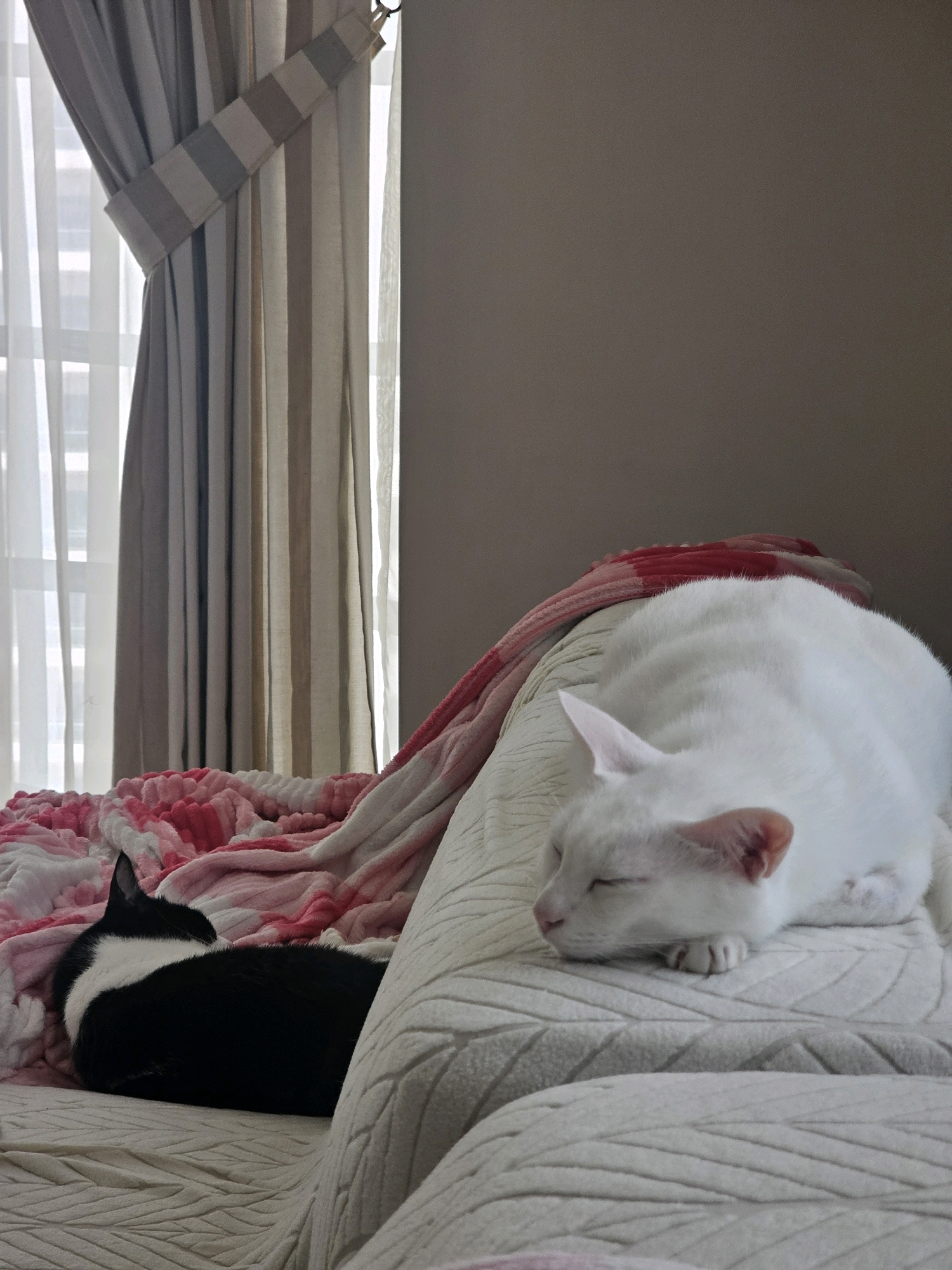 Two cats are sleeping on a couch near a window with striped curtains. A white cat is on the right, and a black and white cat is on the left, partially covered by a pink and white blanket. The room appears to be a residential interior, likely a living room or bedroom. The location is unspecified in the image.