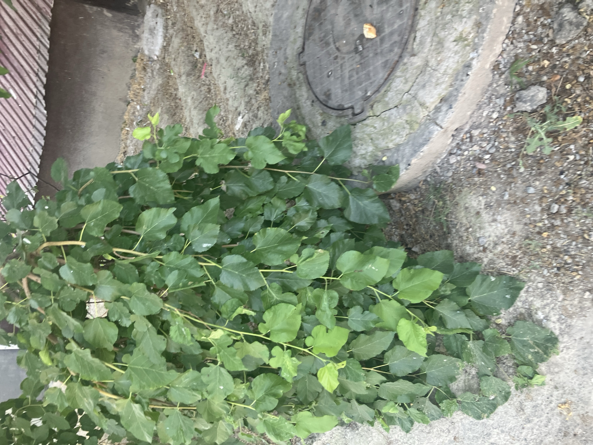The image captures a close-up of a dense, leafy green plant with drooping branches. The plant's foliage fills the left and central portions of the frame, obscuring much of the background. To the right of the plant, a circular manhole cover is visible, set into a weathered concrete surface. The manhole cover is dark and appears to be made of metal. A small, light-colored object, possibly a piece of food, rests on the edge of the manhole cover. The ground surrounding the manhole is a mix of gravel and dirt, with some sparse vegetation growing through. In the upper right background, a portion of a building with a corrugated metal roof, colored pink and grey, is visible. The overall scene appears to be an outdoor urban environment. The presence of a manhole cover suggests a street or sidewalk area in Tashkent, Uzbekistan, though no specific identifying landmarks are present. There are no people or animals depicted in the image.