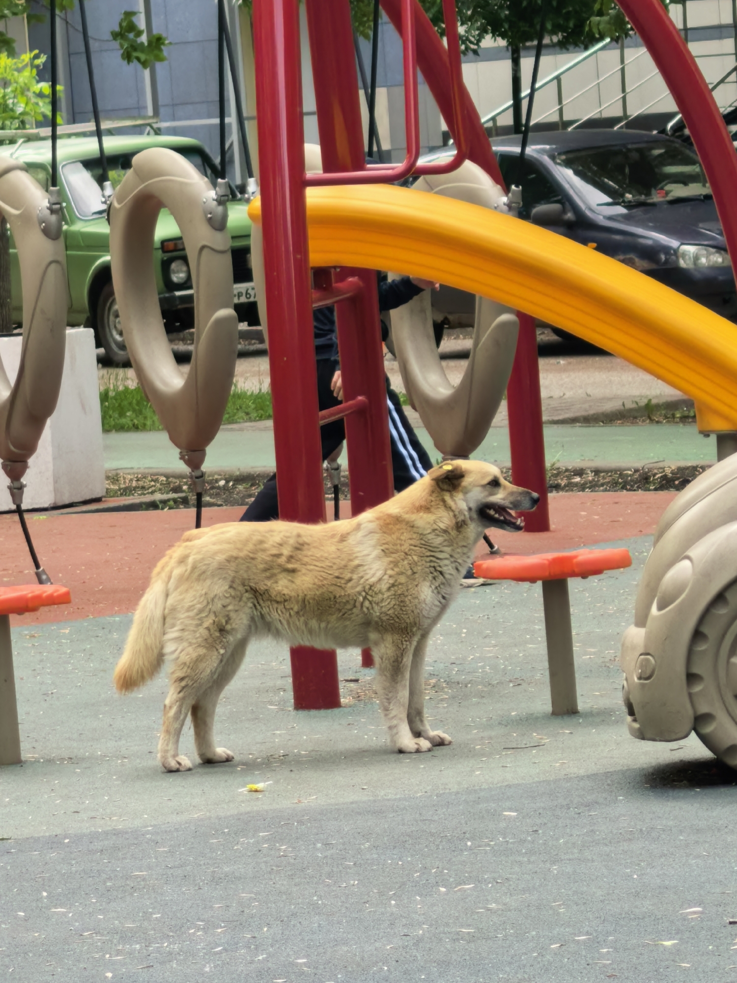 The image captures a scene at a playground in Sterlitamak, Russia. A medium-sized, light brown dog stands in the foreground, its mouth open. The dog is located on a playground surface with speckled gray, near red, and tan playground equipment. In the background, two cars are visible: a green Lada Niva and a dark-colored passenger vehicle. A person in a dark tracksuit is partially visible behind the red playground structure. The presence of typical playground elements suggests the location's purpose is recreation for children.