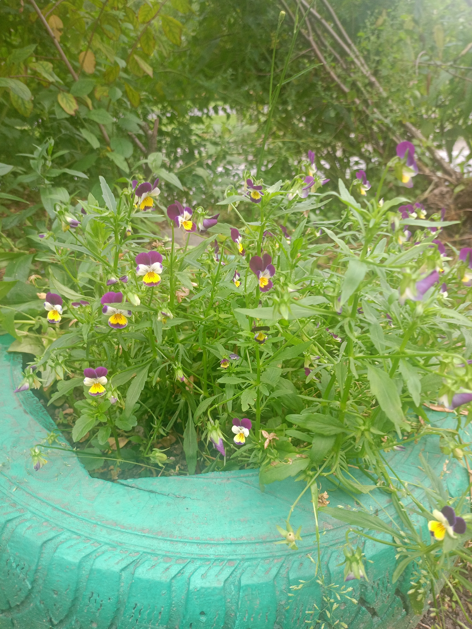 The image depicts a cluster of wild pansies (Viola tricolor) blooming within a repurposed, teal-painted tire. The flowers exhibit their characteristic tri-colored petals of purple, yellow, and white. The tire, acting as a makeshift planter, rests outdoors, surrounded by lush green foliage and vegetation. The background suggests a natural or semi-natural environment, possibly a garden or a less manicured area. The scene is devoid of human presence. The context of Zlatoust, Russia, implies this photograph was taken in that geographical location.