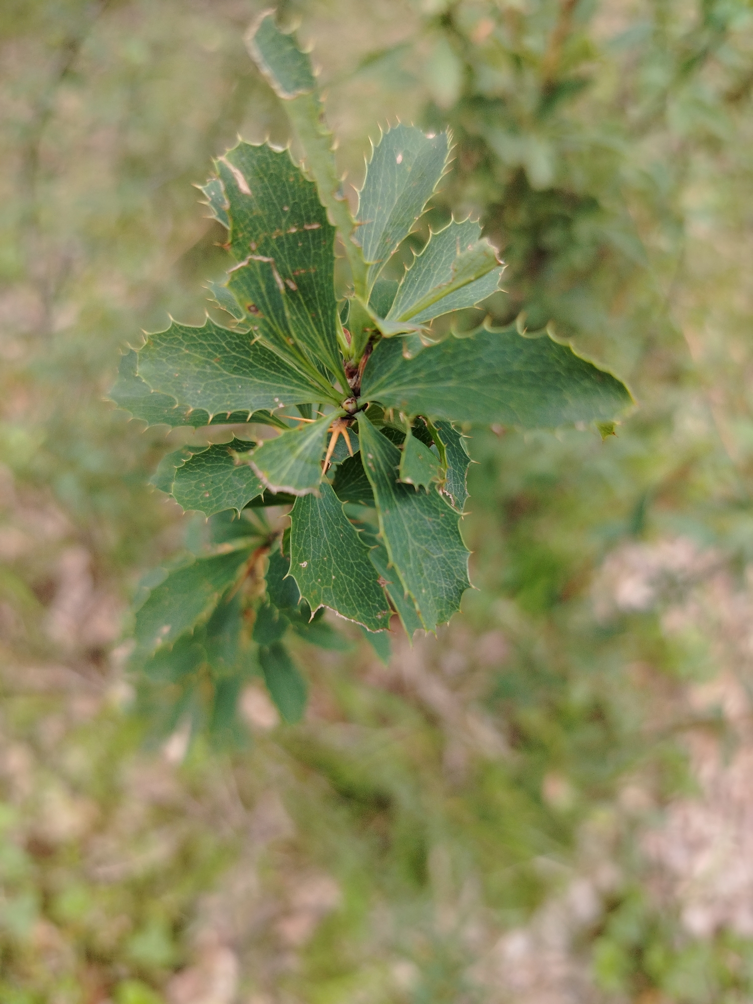A close-up, vertical shot shows a thorny green branch of a plant with serrated leaves against a blurred background of earth and vegetation. The leaves are a deep green with visible veins and sharp, pointed edges. One sharp thorn is clearly visible, pointing outwards from the stem. The background is out of focus, suggesting a shallow depth of field, with muted colors of brown and green, indicating an outdoor, natural setting. There are no people or animals present in the frame. The scene is likely located in a natural or semi-natural environment, possibly a park or a wild area within the city of Iodro, Russia.