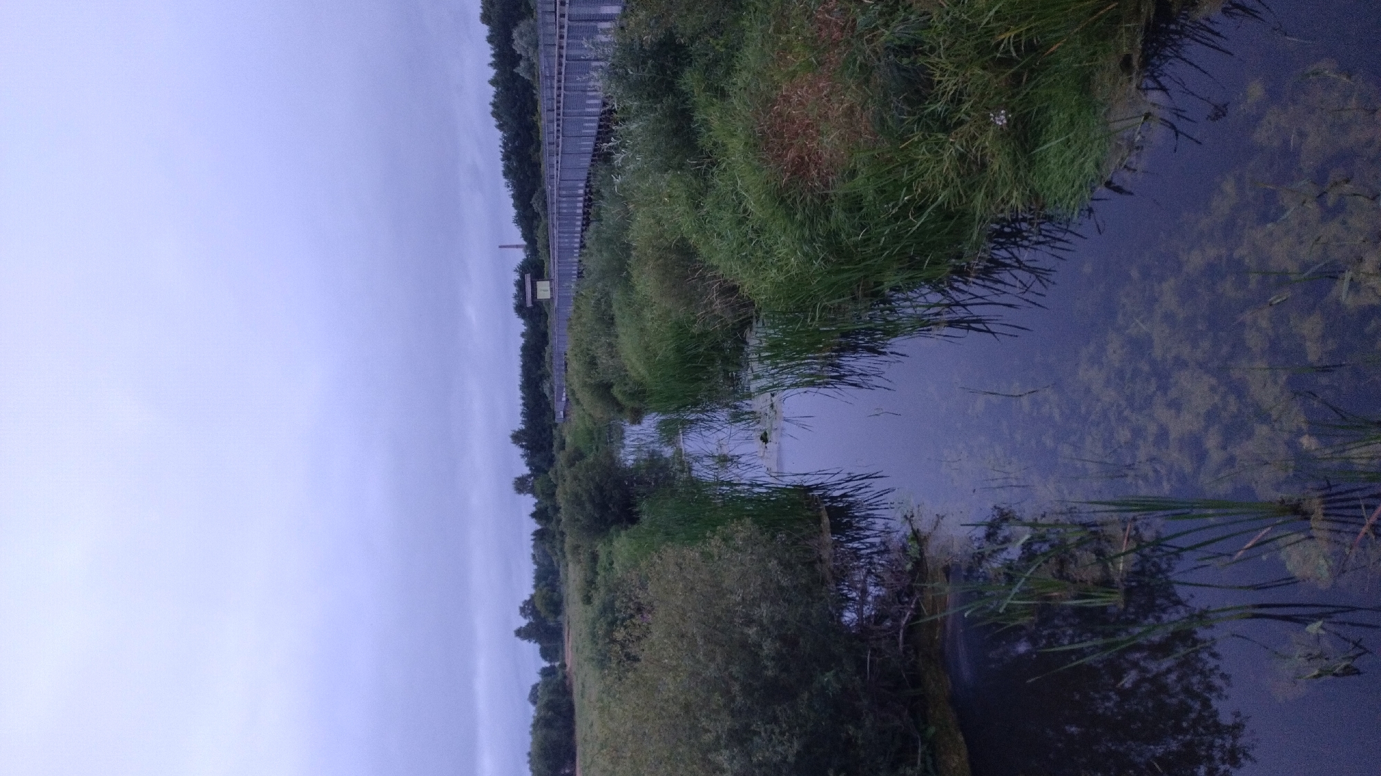 The image depicts a serene wetland scene with a narrow, dark canal-like waterway in the foreground, flanked by lush green reeds and dense vegetation. In the background, a raised wooden boardwalk stretches across the landscape, bordered by a line of trees. The sky above is overcast and a muted blue, suggesting a cloudy day. The overall impression is one of a natural reserve or park, likely within the city of Jelgava, Latvia, offering a tranquil environment for walking and observing nature. There are no people visible in the scene.
