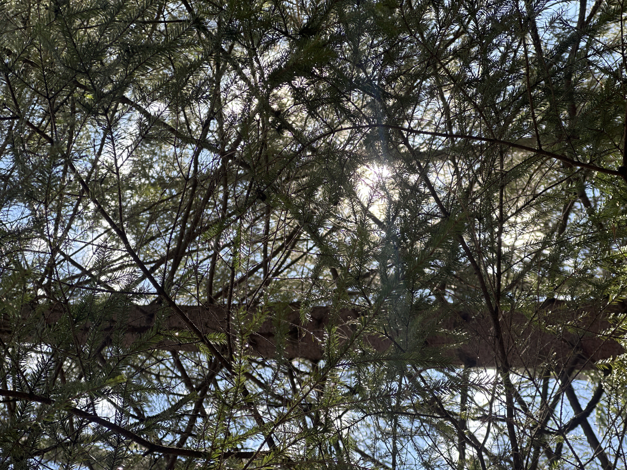 The image depicts a view looking up through the foliage of a tree. The branches and leaves are dense, obscuring much of the sky, though patches of blue can be seen. Sunlight filters through the leaves, creating bright spots in the image. A horizontal tree trunk is visible in the middle ground. The location is unknown.