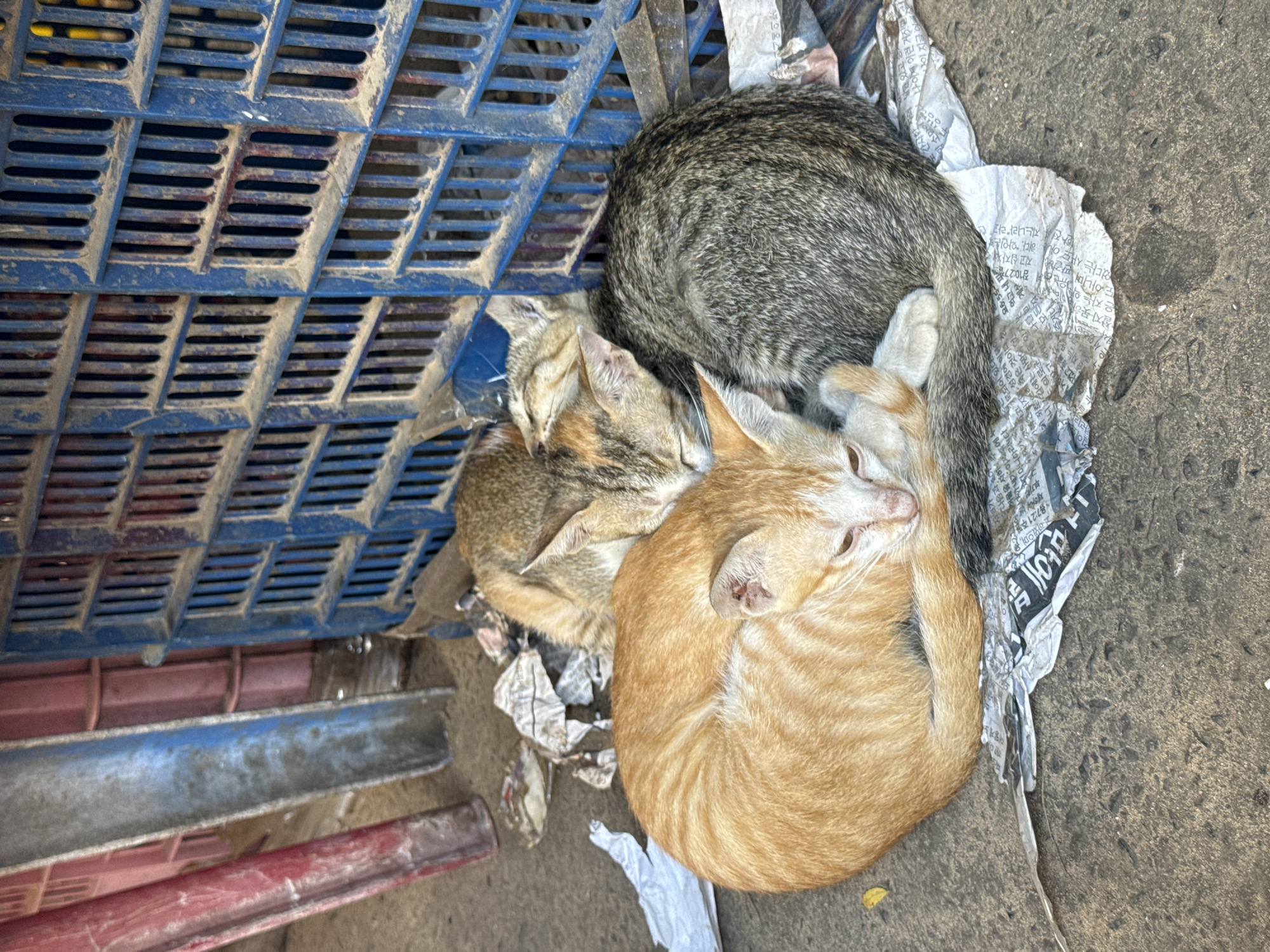 Two cats are sleeping together on the ground next to a blue plastic crate. One cat is orange, and the other is grey tabby. They are nestled on top of some crumpled newspaper. The scene appears to be on a paved surface.