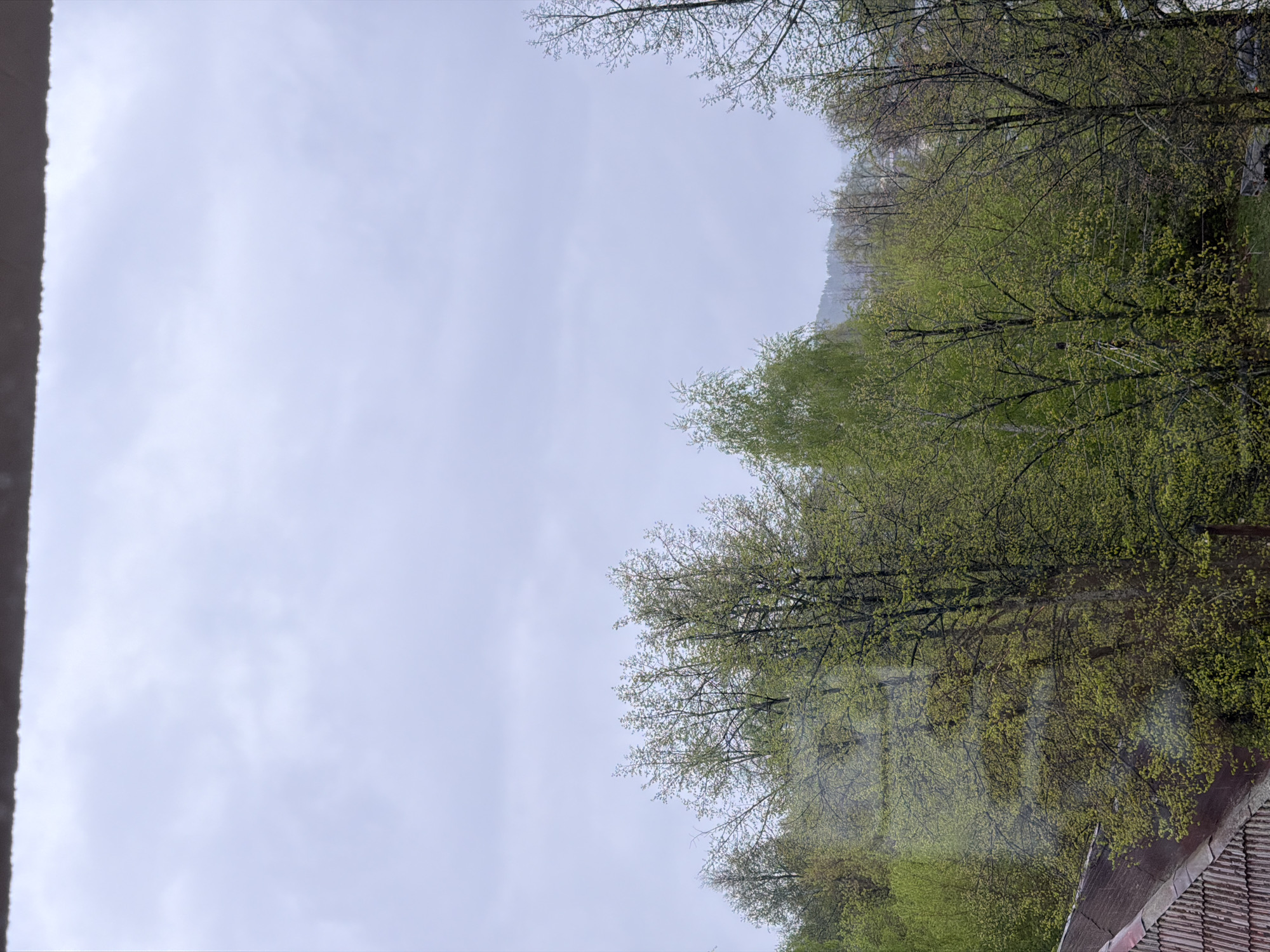 The image shows a view from a window, looking out onto a landscape with trees and sky. The sky is overcast and light gray. The trees have green leaves, suggesting it is springtime. The branches are visible against the sky. The background appears to be a hillside with more trees. In the lower right corner, there is a glimpse of a tiled roof. The window frame is visible on the left side of the image. The location is Chaikovsky, Russia. There are no people visible in the image.