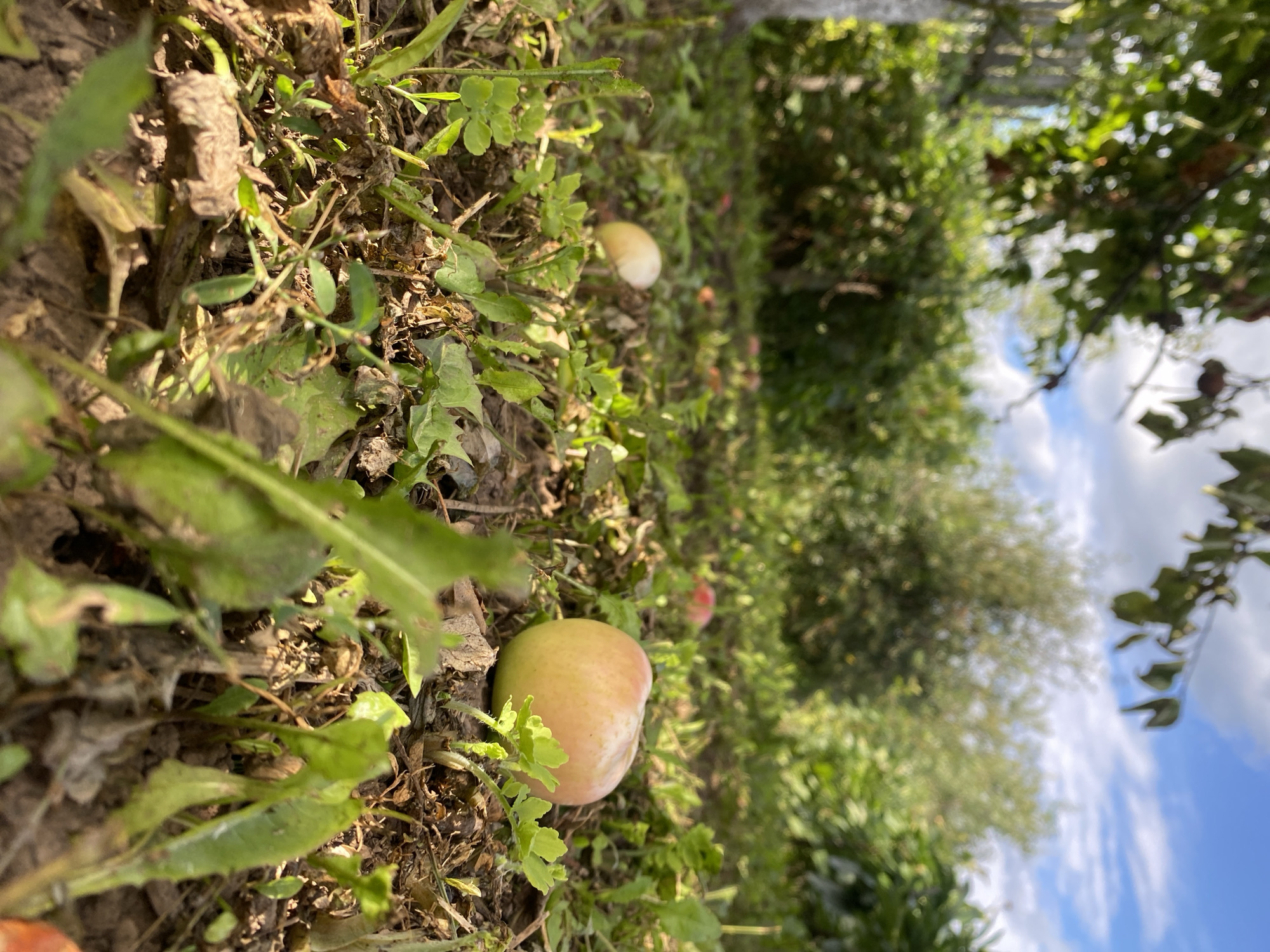 In a low-angle shot of an outdoor, grassy area, several apples are scattered on the ground amongst weeds and dry leaves. One apple, in the foreground and in focus, is a light pink and yellow hue. Another lighter-colored apple is visible further back in the grass. In the background, dense green foliage and trees are visible, with a bright blue sky and white clouds above. The scene appears to be in a garden or orchard. The location is confirmed as Elovo, Russia. No people or animals are present in the image.