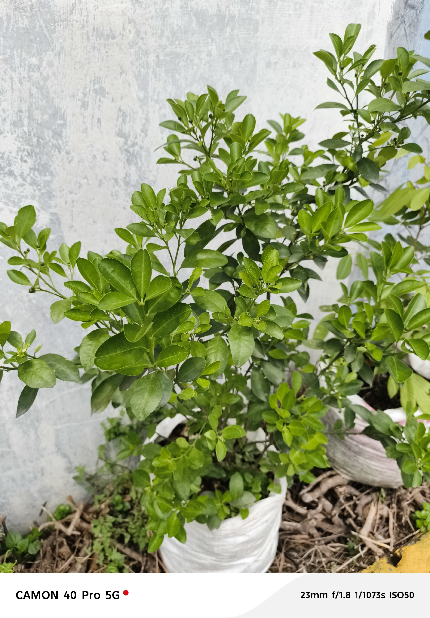 A medium shot photograph, taken from a slightly elevated angle, captures a small, leafy green plant with tiny dark green buds. The plant is situated in a white cloth pot filled with soil and twigs. The background consists of a light grey, textured wall, showing some signs of wear and tear. The lower portion of the image displays dry twigs and some greenery on the ground. Text overlays at the bottom of the image indicate "CAMON 40 Pro 5G" and "23mm f/1.8 1/1073s ISO50". The lighting appears natural, suggesting an outdoor setting. The overall scene is devoid of people, animals, or any discernible action. The context of Kolam, Indonesia, is not visually evident in the image.