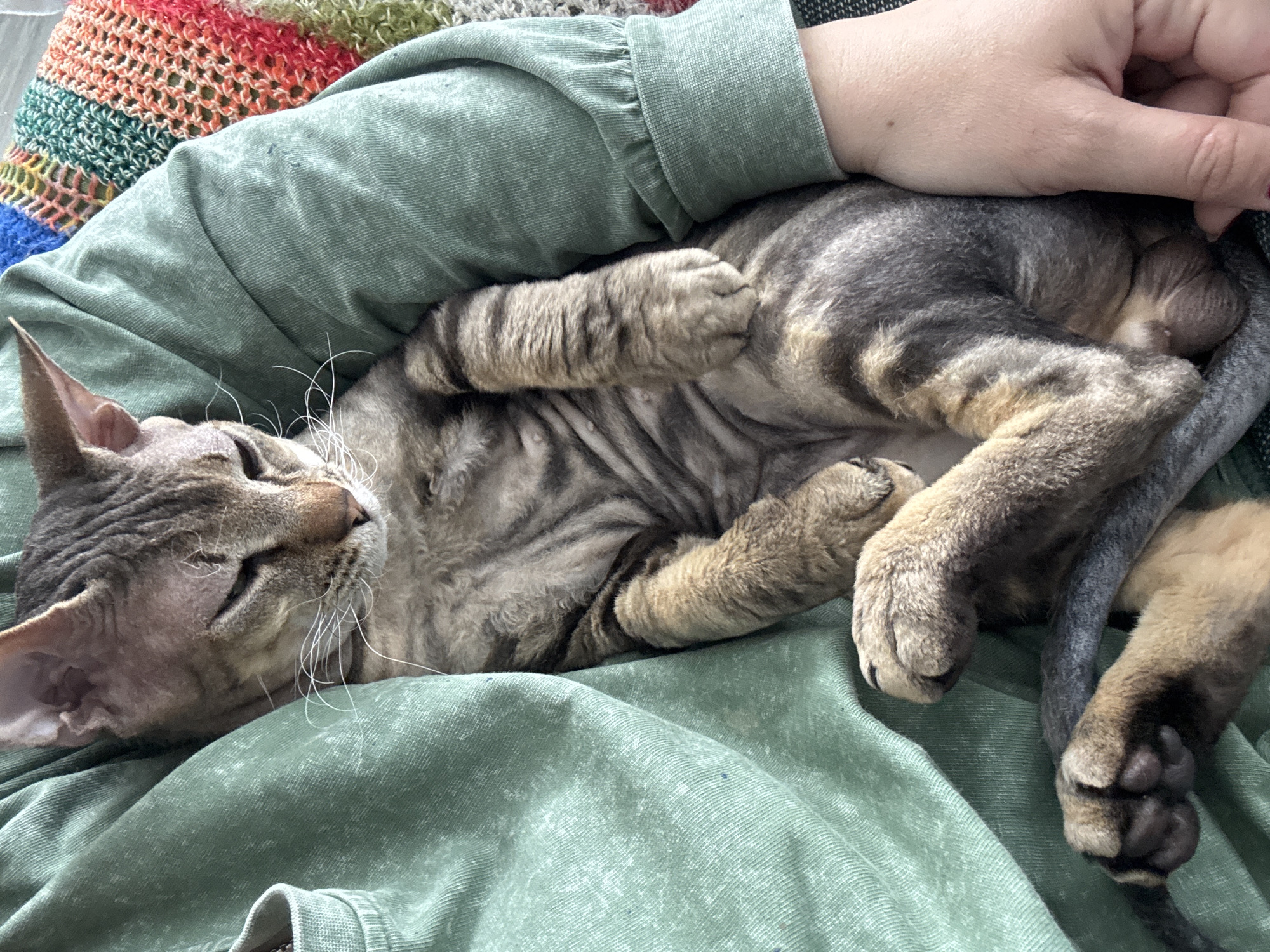 A close-up, high-angle indoor shot depicts a grey-brown tabby cat with large ears, possibly a Devon Rex or a similar short-haired breed, sleeping soundly on a person's lap in Natukhayevskaya, Russia. The cat is curled into a tight ball, with its eyes gently closed and long, white whiskers fanned out from its muzzle. Its patterned fur displays distinct stripes and a soft, slightly wrinkled texture is visible on its belly and chest. A person's arm, clad in a sage green long-sleeved shirt made of a textured, possibly ribbed or corduroy, fabric, is visible supporting the cat, with a hand gently resting near its hindquarters. In the upper left background, a vibrant, multi-colored knitted or crocheted blanket, featuring stripes of red, orange, green, and blue, is partially visible. The scene exudes a sense of peace, comfort, and affection, highlighting the serene bond between the pet and its owner. There is no visible text in the image.