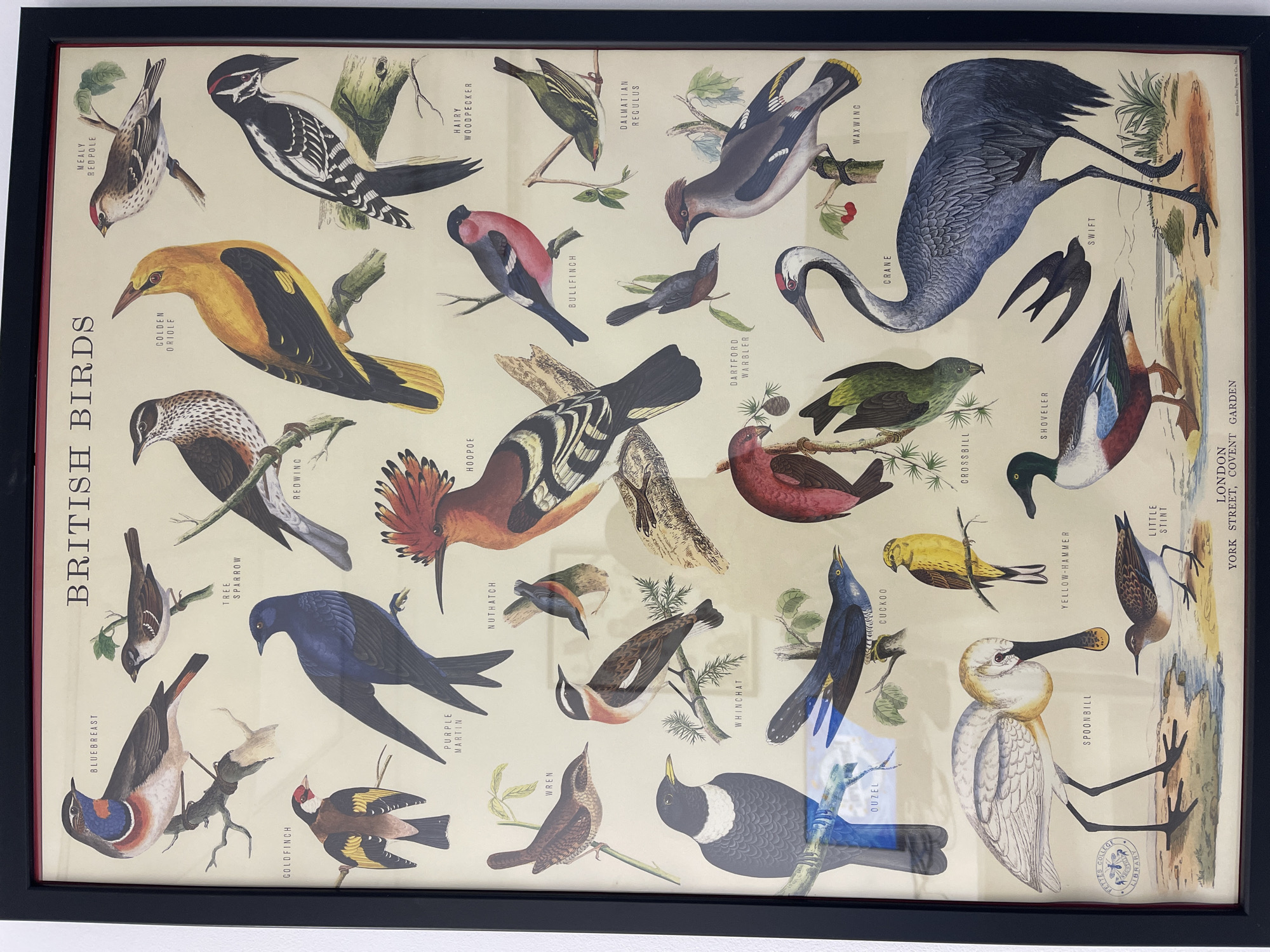 The image is a framed, unframed poster of British birds. The poster displays numerous illustrations of different bird species, each labeled with its name. The birds are depicted in various poses, some perched on branches, others in flight. The background is a neutral, light-colored wall. The poster is hanging on a wall, and the frame appears to be black. The lower portion of the poster includes text that reads "LONDON YORK STREET COVENT GARDEN" and "©2003 Carollina Papers & Co., Inc.". There is no indication of Tel-Aviv, Israel, or any specific geographical location beyond the text at the bottom, which pertains to London. No people are present in the image. The environment is a simple, interior setting, likely a room where the poster is displayed.