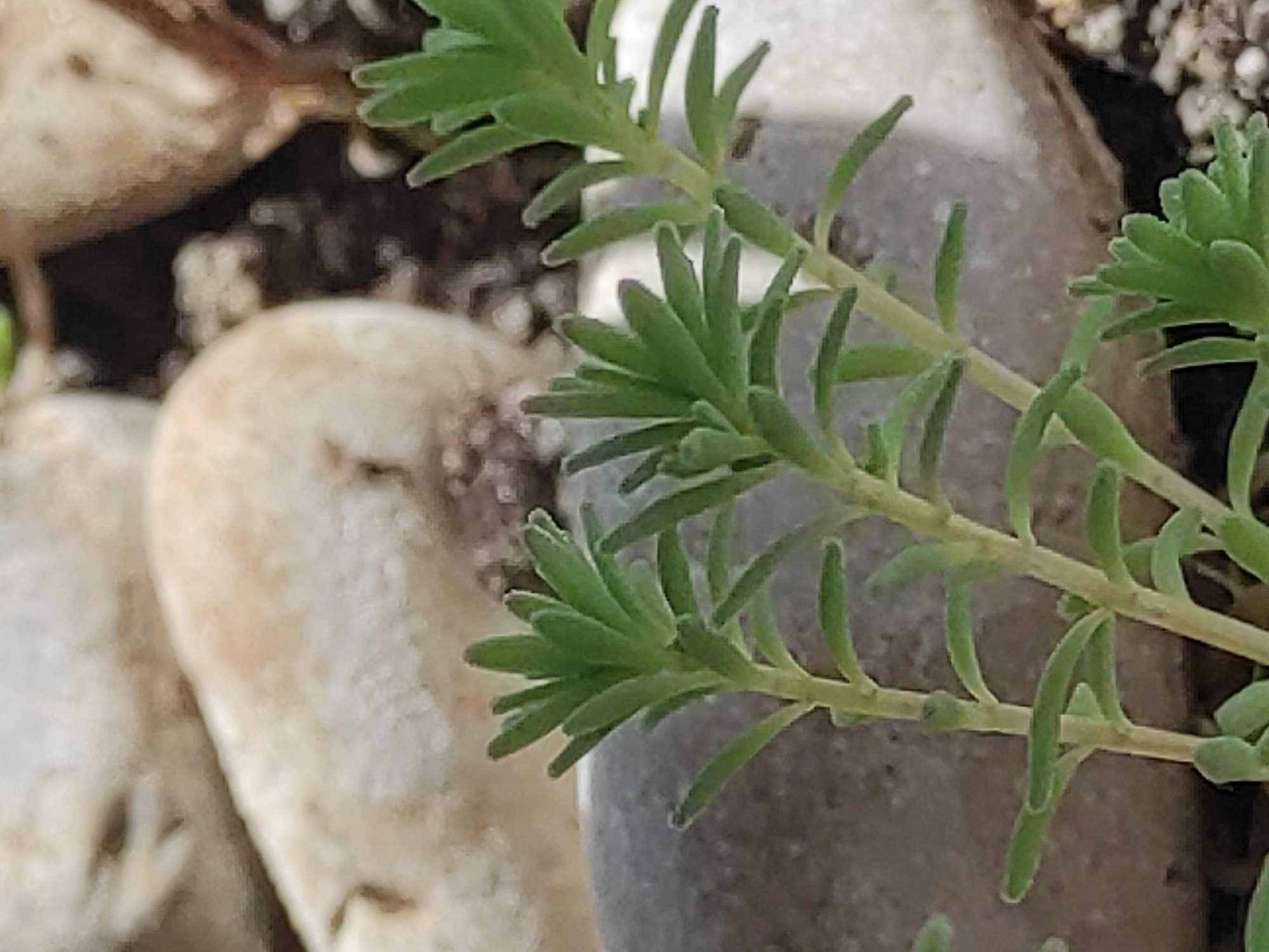 A close-up, slightly blurry, high-angle shot shows several small, green succulent plants with thin stems and tightly packed leaves. The plants are positioned in the foreground, with smooth, light-colored rocks and dark soil in the background. The lighting suggests it is daytime, likely outdoors.