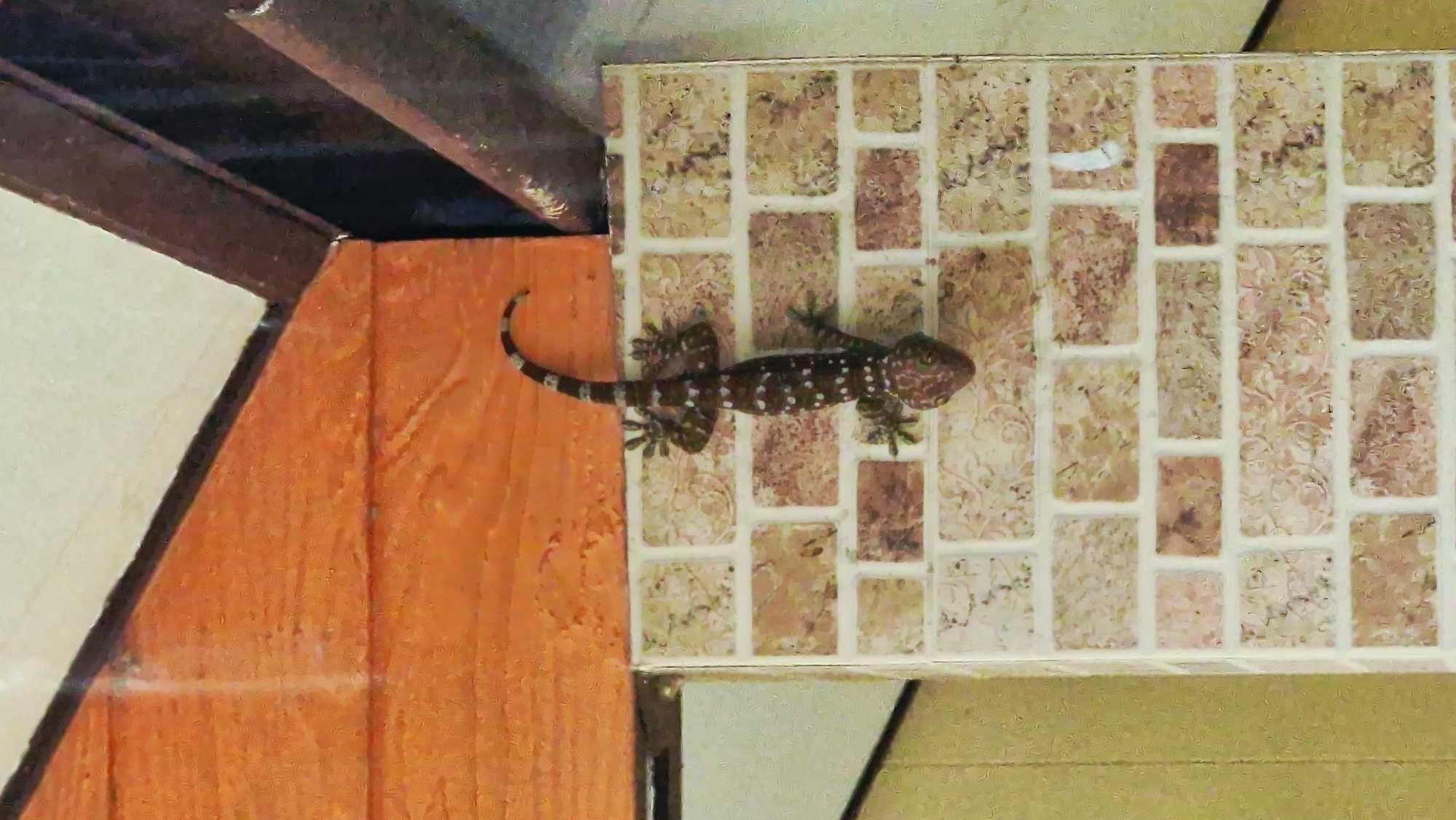 A Tokay gecko is clinging to a brick wall in Baan Mae Nam, Thailand. The gecko is dark brown with white spots and has a long, banded tail. It is facing downwards, with its head slightly turned to the right. The brick wall is light brown and appears to be outdoors. Above the wall, there is a wooden beam and a dark overhang. The overall scene suggests an urban or semi-urban environment.