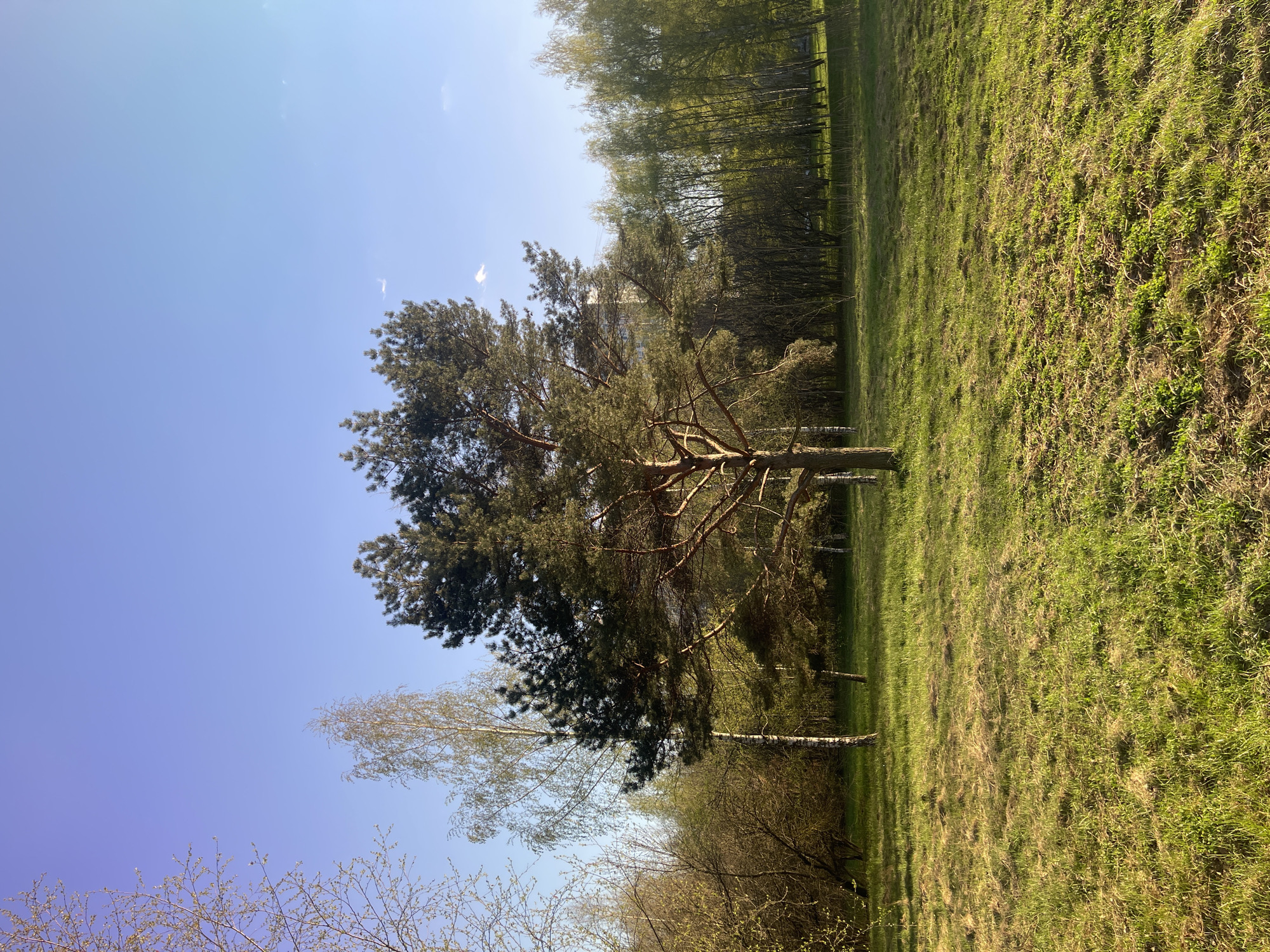 The image shows a tree in a park-like setting, with a blue sky overhead. There is grass covering the ground, and other trees visible in the background. The location is Khimki, Russia.