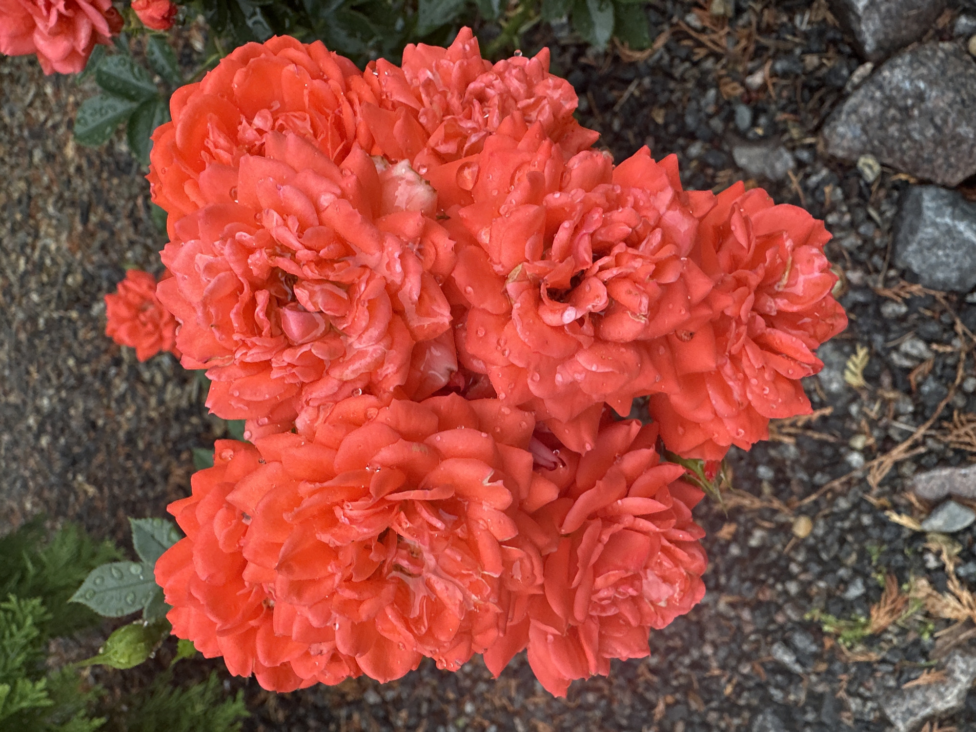 A cluster of vibrant orange-red roses, some with dew drops, is the main subject of this close-up, top-down shot. The roses are arranged in a heart-like shape. In the background, dark, granular soil with scattered small rocks and dried leaves forms the ground cover. To the left, a portion of dark green foliage is visible, and a single green rose bud with water droplets rests on a leaf. The scene appears to be outdoors, likely in a garden or park setting. The image does not depict any people, specific landmarks, or activity that would allow for precise location identification within Vilnius, Lithuania.