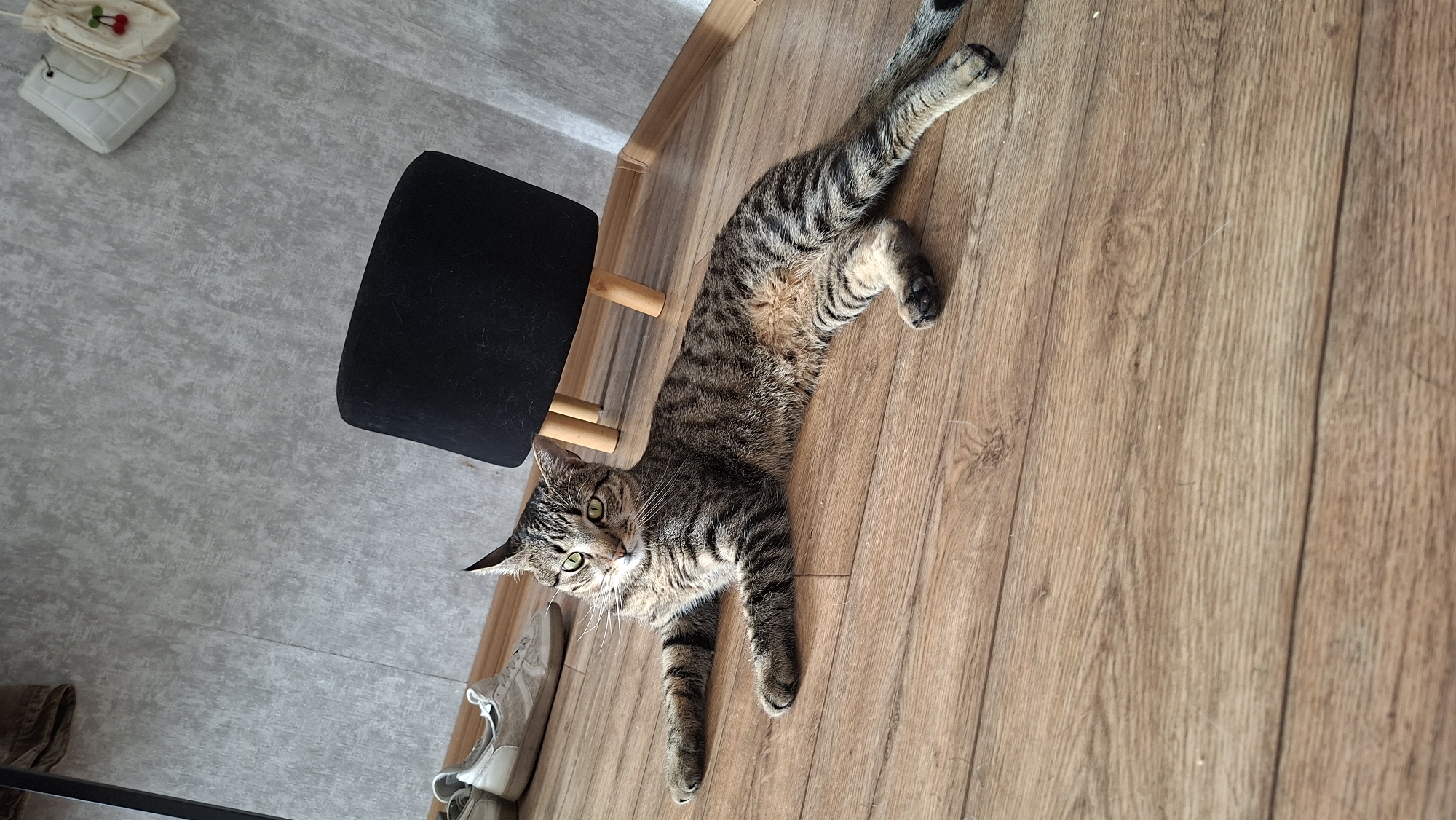 A tabby cat lies on a wooden floor in a room. The cat is striped with brown and black fur and has green eyes. It is looking at the camera. In the background, there is a black ottoman with wooden legs, and to the left of the ottoman, there is a pair of beige sneakers. The wall behind the cat is gray and textured. There are two small white bags hanging on the wall in the upper right corner, one with a red cherry design. The lighting suggests natural light coming from the side. The location is not specified in the provided context to be Myadzyel, Belarus.