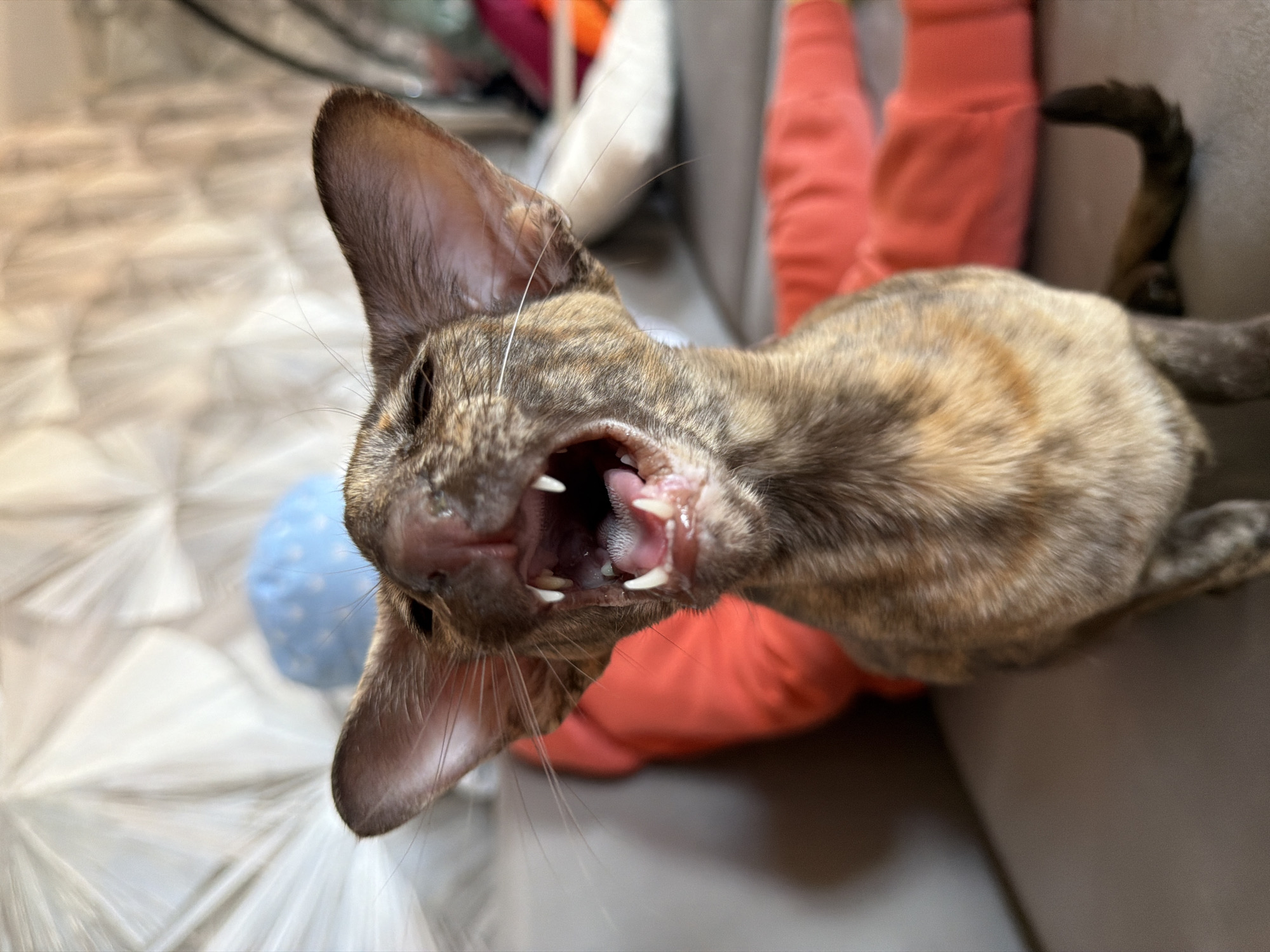 A brindle Oriental Shorthair cat is yawning, showing its teeth, in an indoor setting. The cat is positioned near a grey couch and an orange garment. In the background, there is a patterned floor, a blue polka-dotted ball, and other household objects. The image was taken in the city of Chaikovsky, Russia.