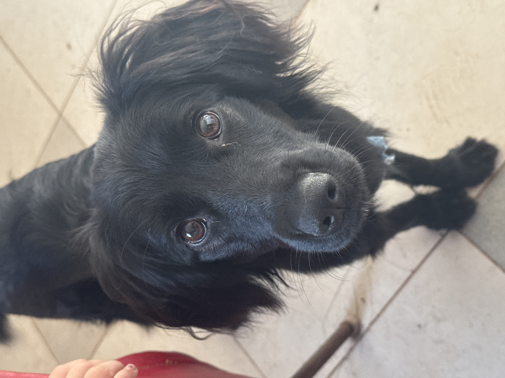 A black dog stands on a tiled floor, looking directly at the camera. The dog has medium-length, somewhat tousled fur and expressive brown eyes. In the upper left corner of the frame, a small portion of a child's hand, resting on a red object, is visible. The background is a light-colored tiled floor with grout lines. The lighting appears to be natural, casting soft shadows. There is no indication of the city of Rusalevka, Russia.