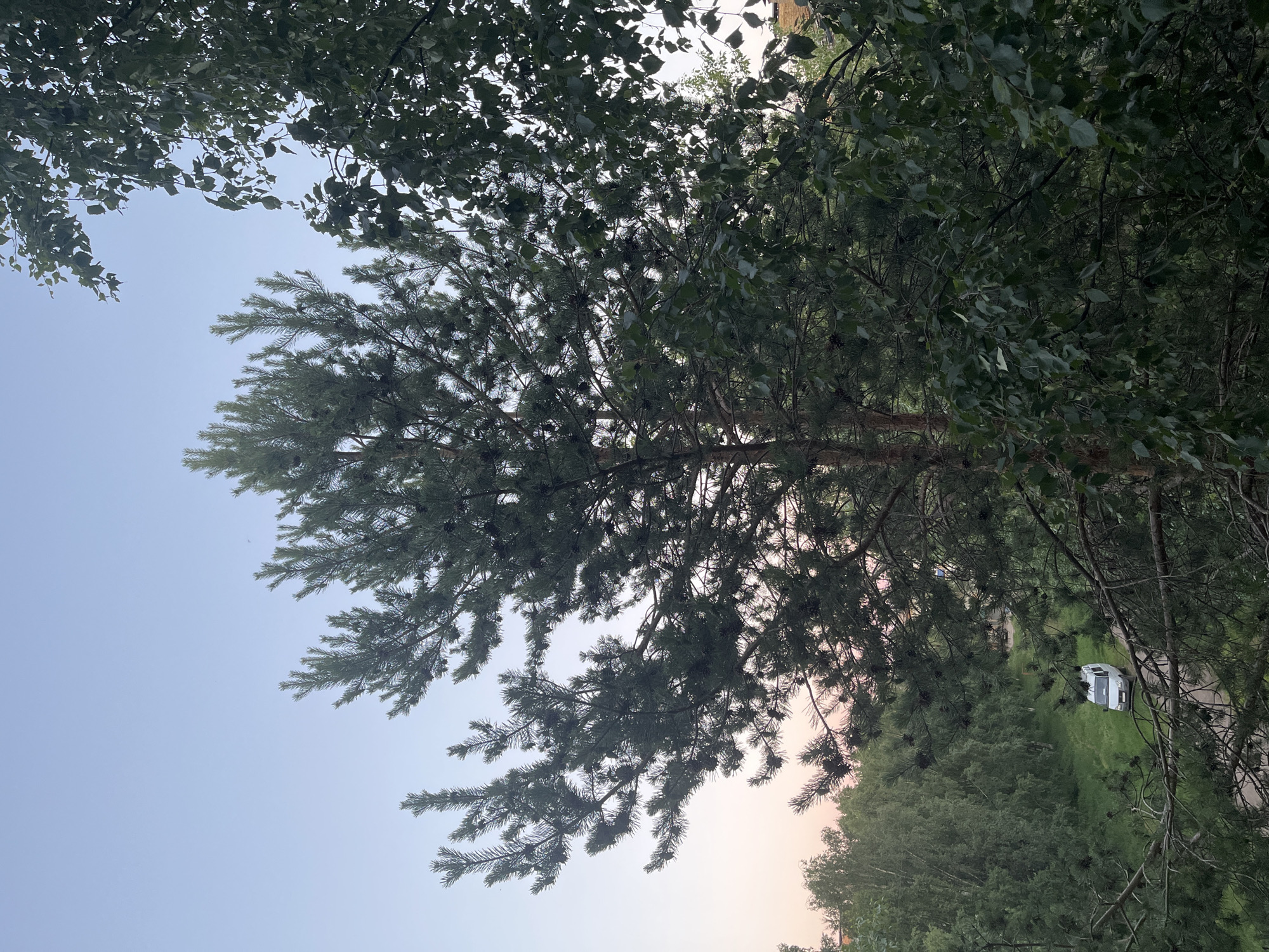 An eye-level, medium shot captures a view from above the treeline, looking out over a verdant landscape. In the foreground, a tall pine tree with abundant cones dominates the frame, its branches reaching towards a soft, pale blue sky. To the right, the leaves of another tree, possibly birch, overlap the pine, adding texture and depth. Beyond the trees, a white camper van is visible on a dirt road that winds through a grassy area. The background reveals a dense forest and hints of buildings in the distance. The lighting suggests either early morning or late evening, with a subtle pinkish hue on the horizon.