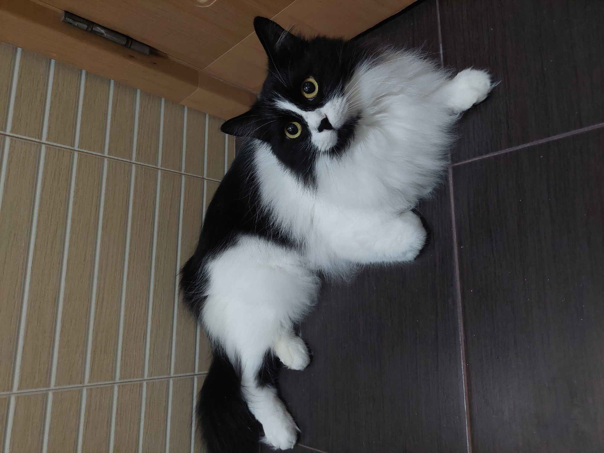 A black and white cat lies on a dark brown tiled floor adjacent to a light brown wood-paneled wall. The cat faces the viewer, with yellow eyes and a black nose. The location in Plovdiv, Bulgaria is not discernible from this image.