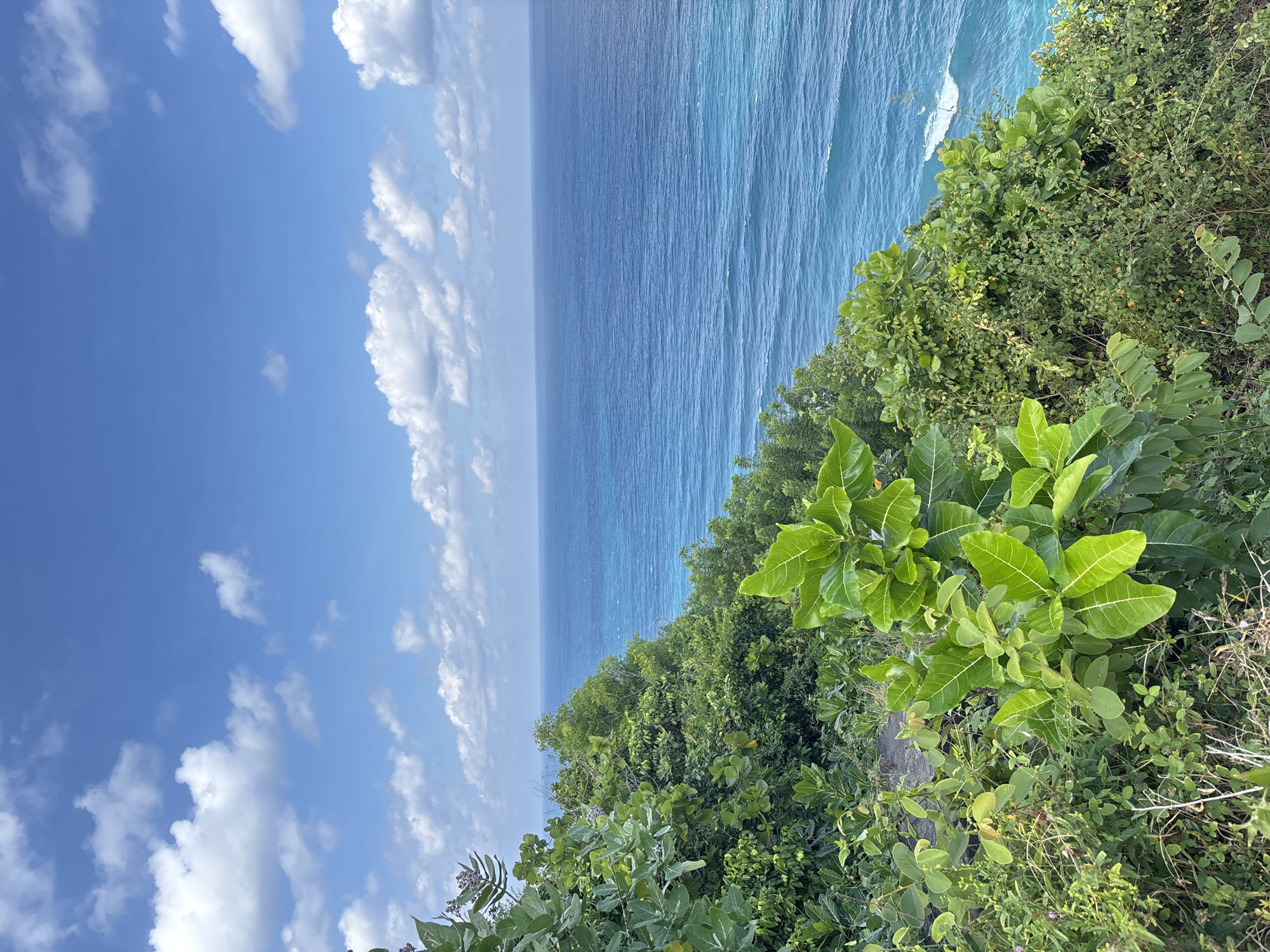 This image depicts a coastal landscape in Kuta Selatan, Indonesia, captured during daylight hours under a clear sky with scattered white cumulus clouds. The scene is dominated by three primary elements: the sky, the ocean, and dense tropical vegetation on a cliffside.
The upper portion of the image, approximately one-third, consists of a bright blue sky with numerous small to medium-sized white cumulus clouds, denser on the left side and sparser towards the right. Below the sky, the vast expanse of the ocean occupies the middle section, showcasing varying shades of blue. The water further out is a deep, uniform blue, gradually transitioning to a lighter turquoise closer to the foreground cliff edge on the right, where small white-capped waves are visible breaking towards the shore. The ocean surface exhibits subtle ripples and wave patterns.
The lower portion of the image, extending from the bottom left to the lower right, is covered by lush, green, dense tropical vegetation, indicating a steep incline or cliff edge. The foliage comprises various plant species, including larger shrubs with broad, bright green leaves and prominent veins in the foreground on the right. On the left, taller plants with more mature, grey-green leaves and clusters of purplish buds or seed pods are visible. The vegetation creates a natural, untamed barrier between the viewer's perspective and the ocean below. No human figures, animals, or man-made structures are present in the frame.