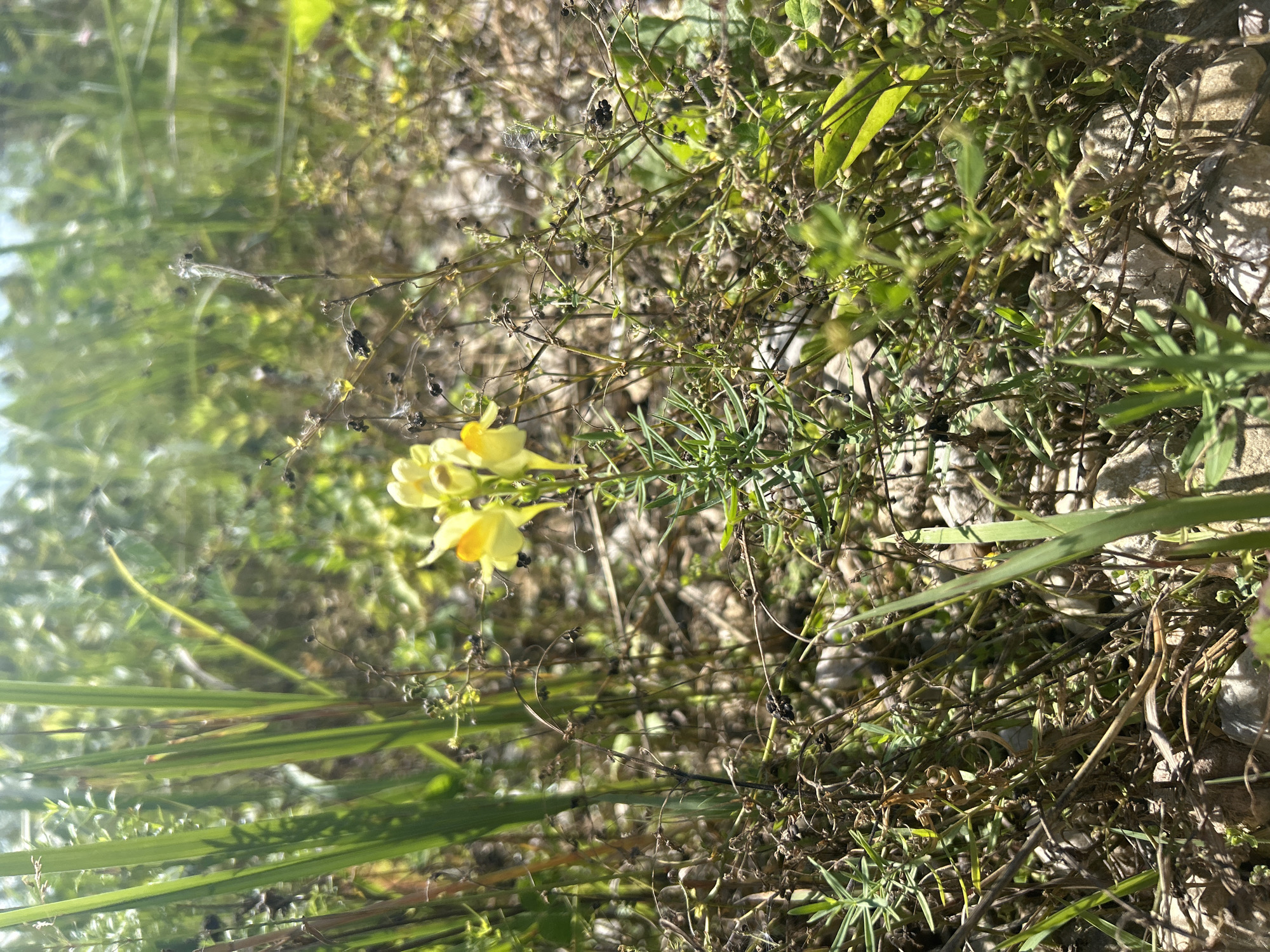 The image depicts a close-up view of a patch of wildflowers growing amidst dry grass and small rocks, likely in a natural or semi-natural environment. A cluster of yellow flowers with elongated petals is the focal point, with its delicate structure clearly visible. Surrounding the flowers are thin, dry stems, some with small dark seed pods, interspersed with vibrant green grass blades and other foliage. The background is softly blurred, suggesting a shallow depth of field, and shows a bright, sunny outdoor scene with hints of more vegetation and the sky. The overall impression is one of a natural, sunlit setting, focusing on the details of the flora. There are no people, structures, or any other discernible urban elements present in the image. The location in the city of Калицино, Russia, is not visually represented within the image itself; the scene is generic and could be found in various natural settings.