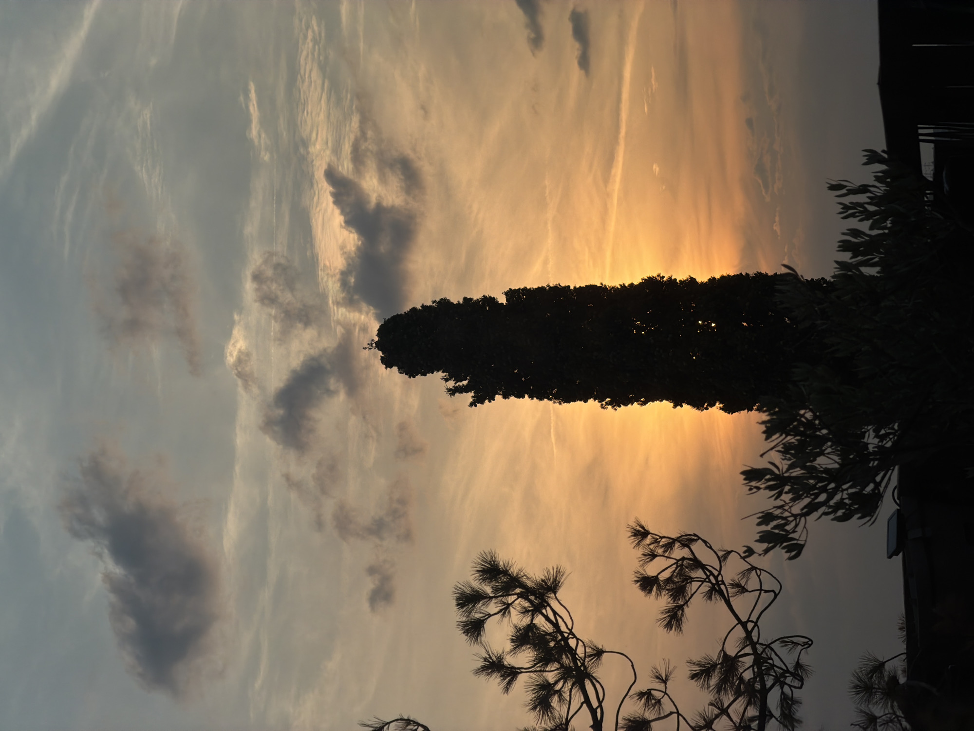 The image shows a silhouette of trees against a sunset sky. The sky is filled with orange and yellow hues, with wispy clouds scattered across it. In the foreground, the dark silhouettes of trees, including a tall cypress tree and pine branches, are visible. The scene appears to be an outdoor setting in the city of Champs-sur-Marne, France. There are no people or animals visible in the image. The overall mood is peaceful and serene, with the beauty of nature highlighted against the fading light of the day.