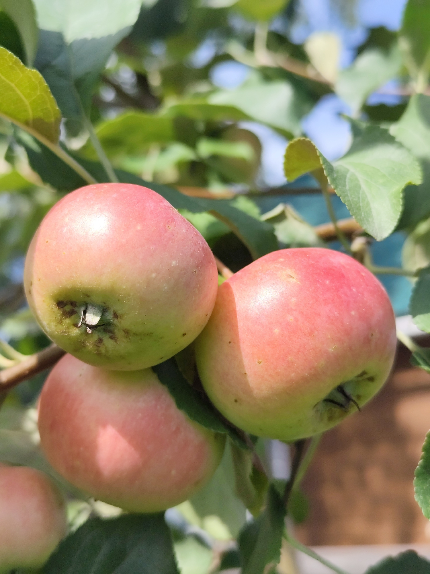 The image shows a close-up of several ripe apples hanging on a tree branch, with green leaves and a bright blue sky in the background. The apples are a mix of red and green hues, with some showing slight bruising or imperfections. The lighting suggests it is daytime, and the sunlight is casting shadows on the fruit. The scene appears to be in an orchard or garden setting.
