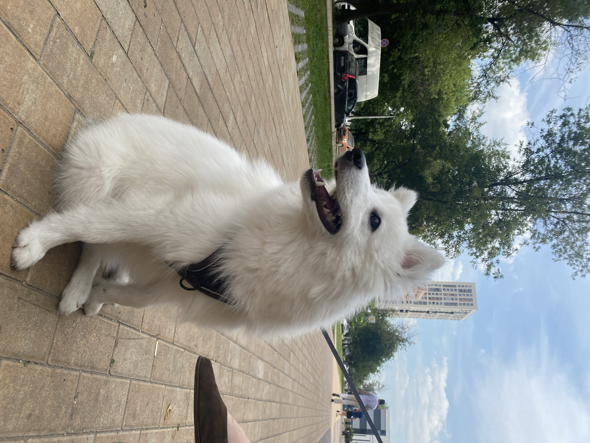 An outdoor, eye-level, medium shot captures a fluffy white dog with its mouth open, looking to the left. The dog, wearing a dark harness, is seated on a tan brick pathway. In the background, a few cars are parked on the side of the road, with lush green trees and a tall, modern apartment building piercing the light blue, cloudy sky. Further back, two men are walking away from the camera on the same pathway. The scene appears to be on a city street, possibly in Moscow, Russia, given the architectural style of the buildings and the presence of a traffic sign with Cyrillic lettering visible on one of the vans.