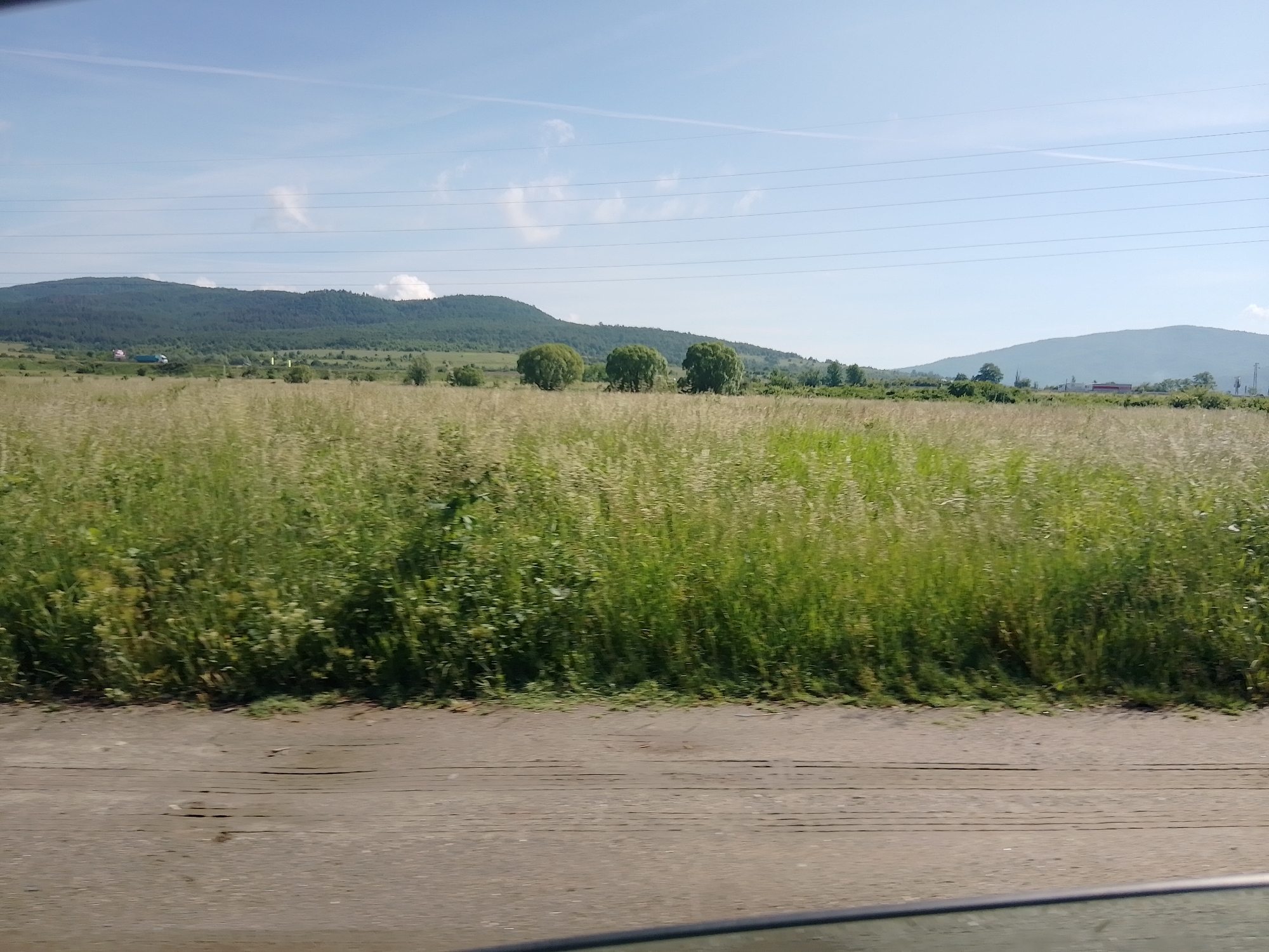 The image presents a wide-angle landscape captured from a low vantage point, possibly from a moving vehicle. The foreground consists of a dirt or gravel track, appearing somewhat blurred, with the dark edge of what looks like a car dashboard or window frame visible at the very bottom right.
Dominating the midground is an expansive field of tall, green and golden-green grass, swaying slightly, indicating motion or wind. Scattered across this field, closer to the forested hills, are several distinctive round, bushy trees, primarily on the left and center. Further back in the midground, towards the left, two trucks are faintly visible: one pink and one blue.
In the background, a range of rolling hills or mountains covered in dense green foliage and trees stretches across the horizon. To the far right, another distant, lighter-hued mountain is visible.
The sky above is a clear, bright blue with a few scattered, wispy white clouds. Several thin, straight lines, possibly contrails from aircraft or power lines, traverse the sky horizontally. The scene suggests a bright, sunny day, likely morning or afternoon. There is no visible text in the image. The overall impression is one of a vast, rural, and natural landscape.