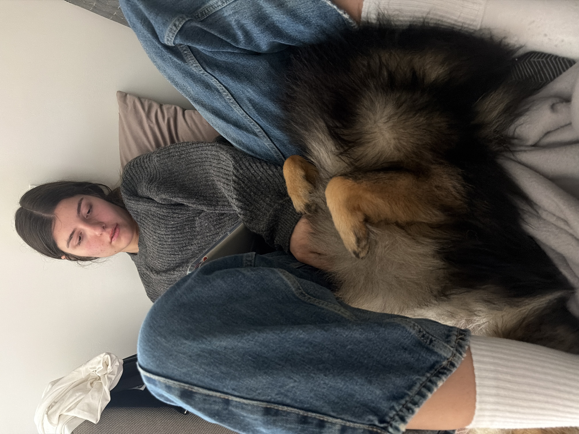A young woman with dark hair is reclining on a couch or bed. She's wearing a gray sweater and blue jeans. Lying across her lap is a German Shepherd dog. The dog's belly is facing the camera with its legs tucked in. The woman's left leg is visible, clad in a white sock. A white shirt lies near the bottom left corner. The location is not evident in the image.